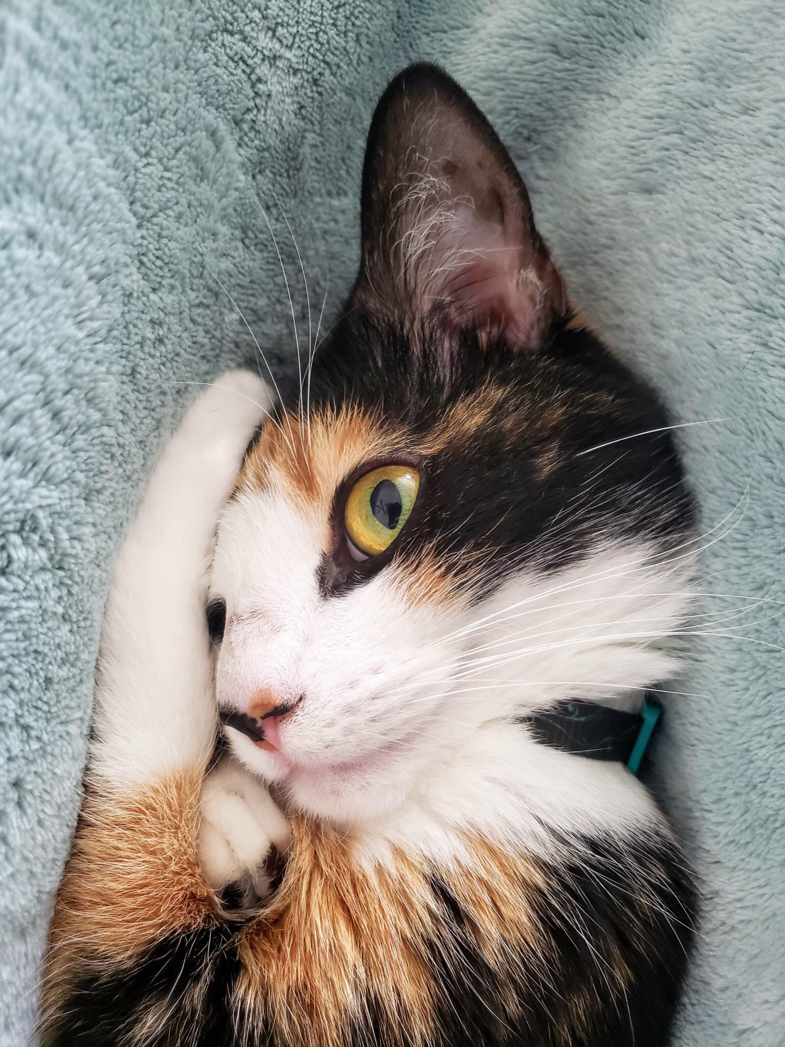 This girl is sick of being woken up for pictures r/cats