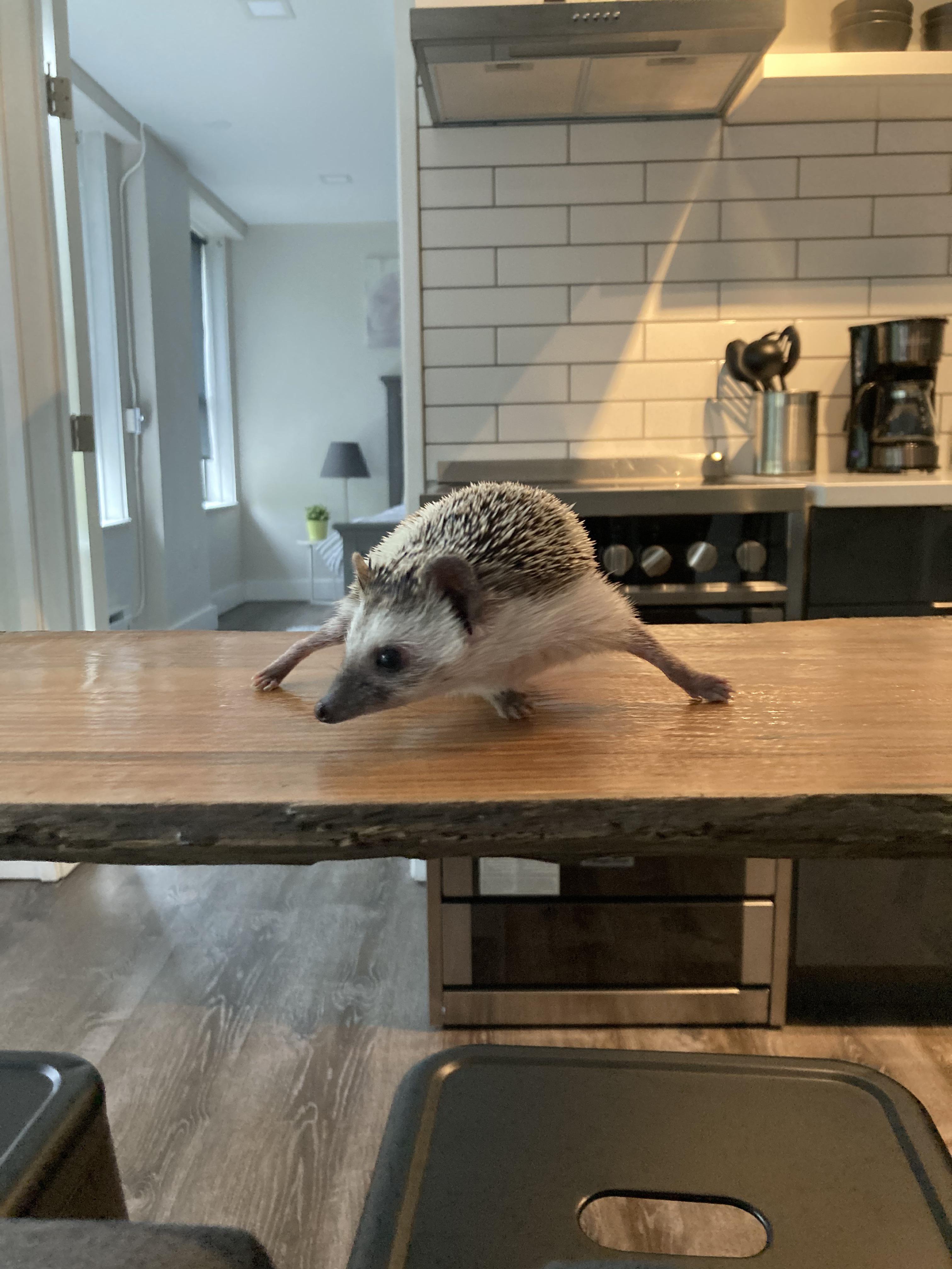  enrichment Hedgehog