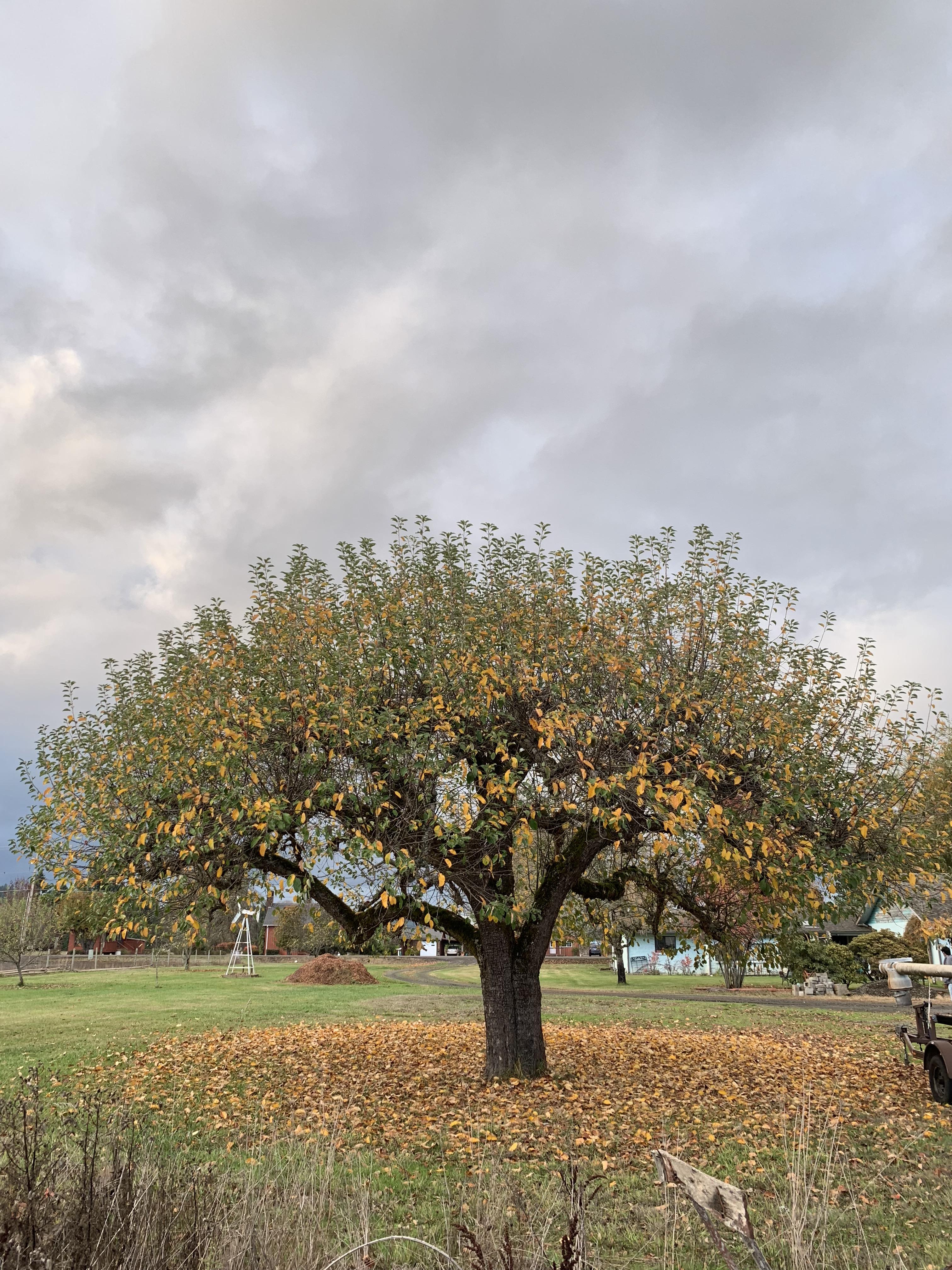 An apple tree in the south end of the Willamette Valley..beginning of