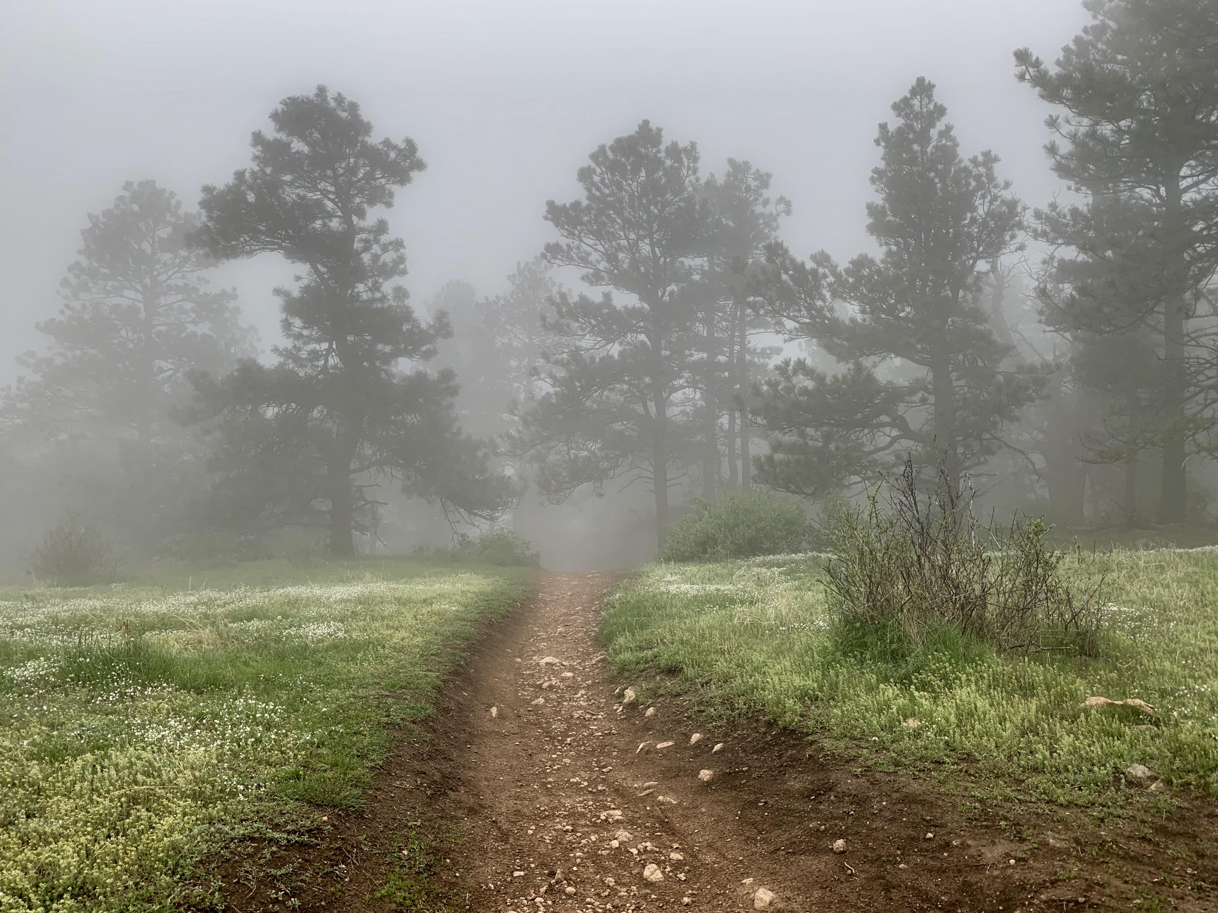 Foggy forest on a rainy day, Enchanted Forest Trail, Golden, Colorado