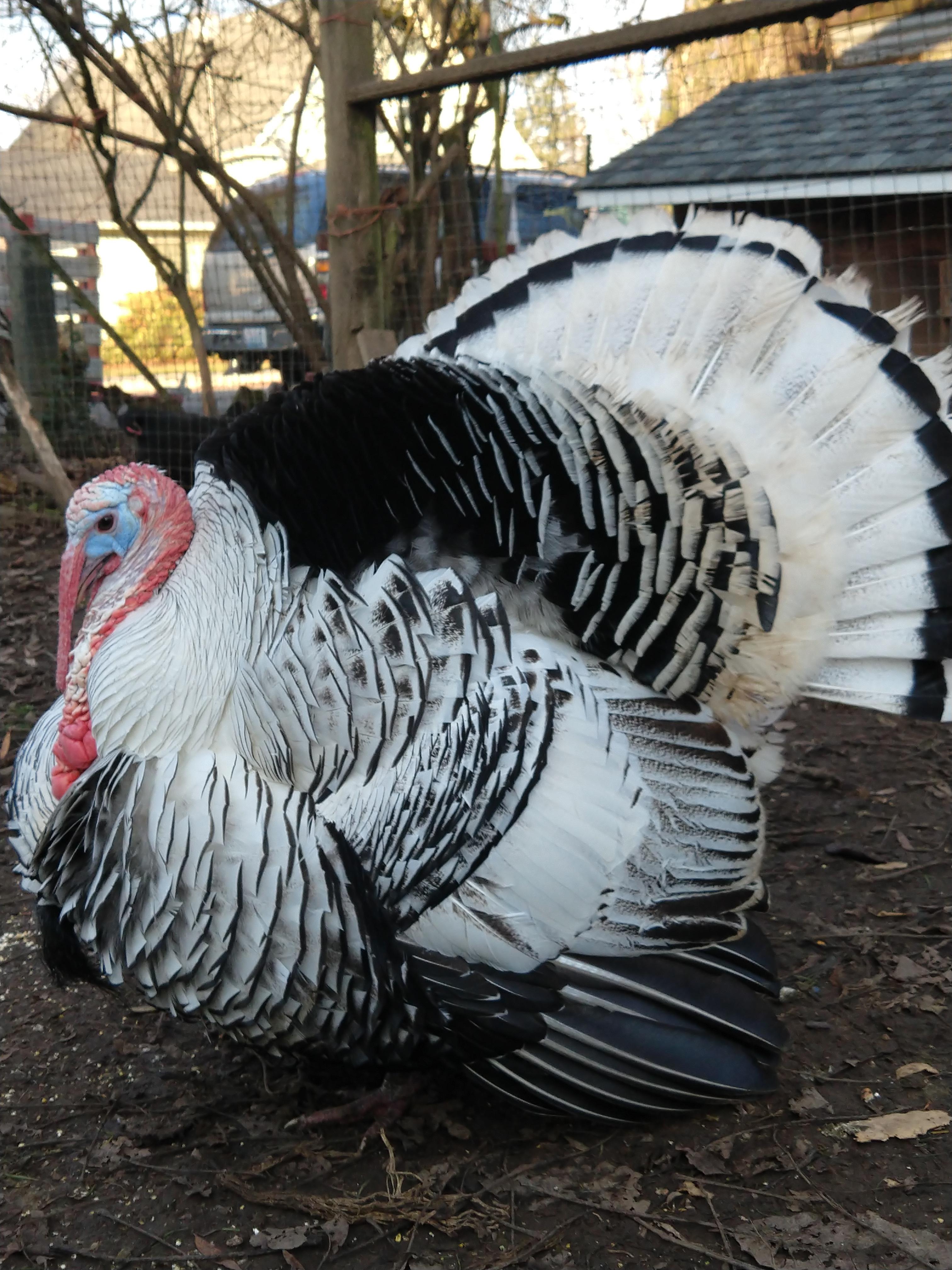 Our big fancy chicken showing off his new feathers... r/chickens