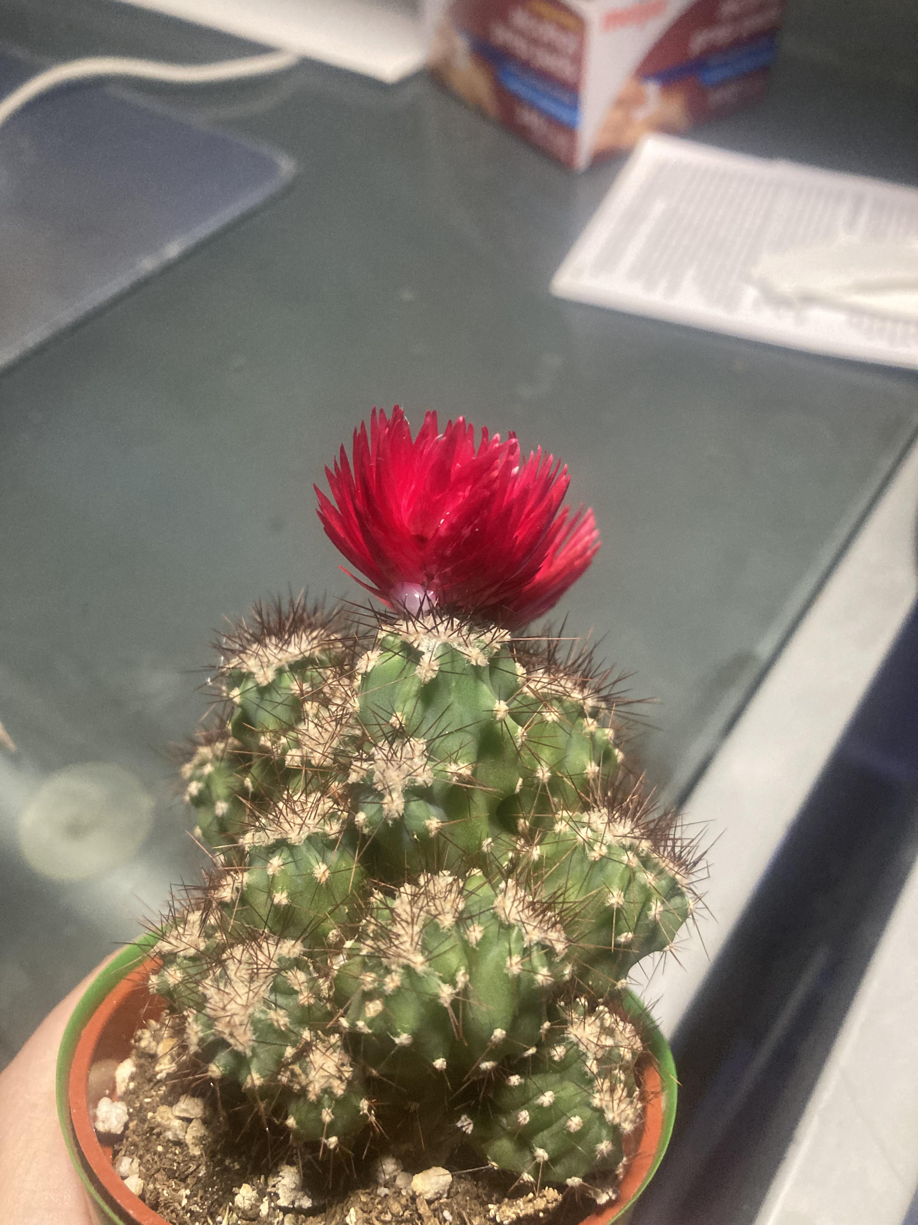 Meijer glued a flower to my cactus r/mildlyinfuriating