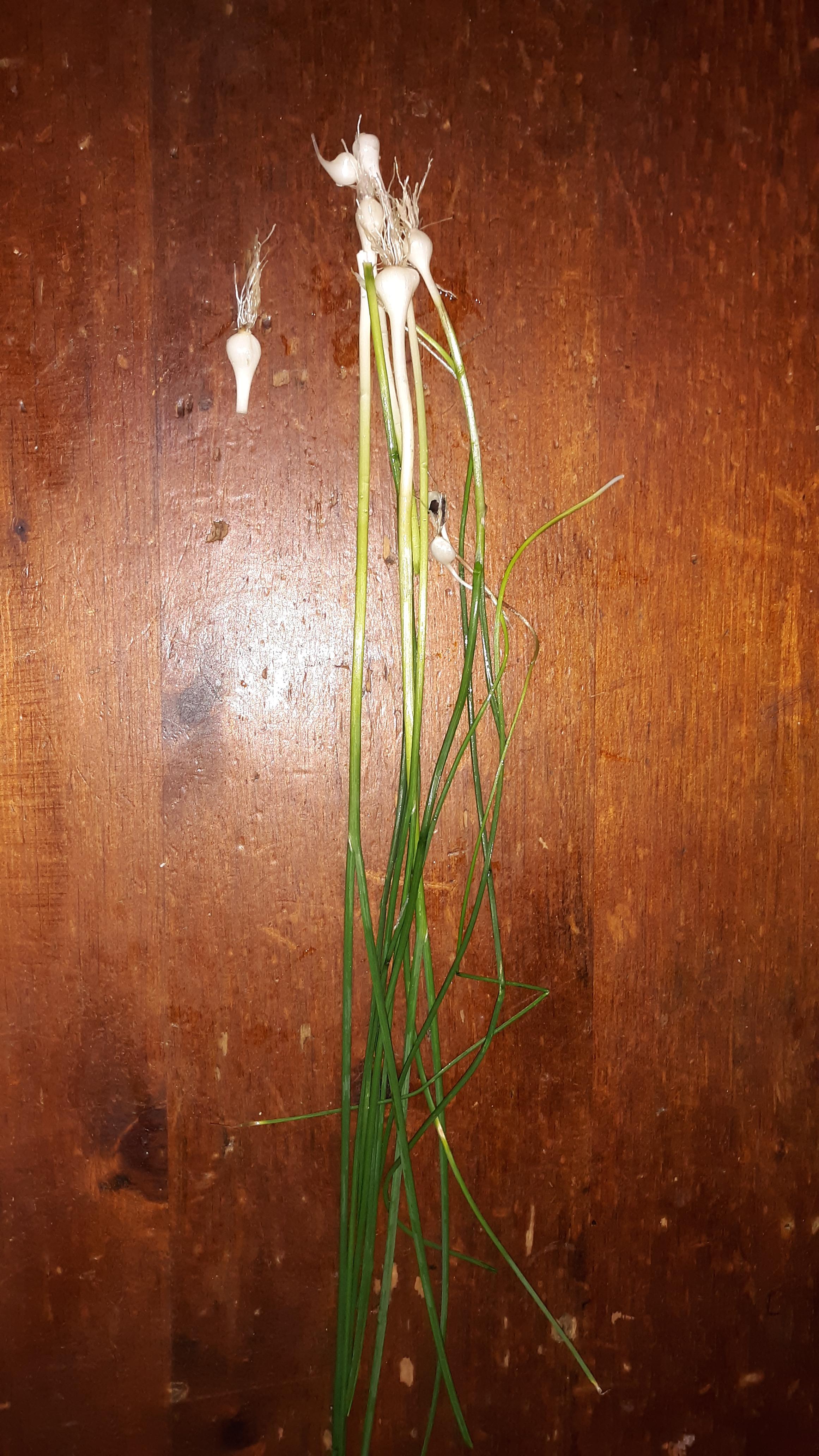 First post! I just picked some wild onions, very flavorful