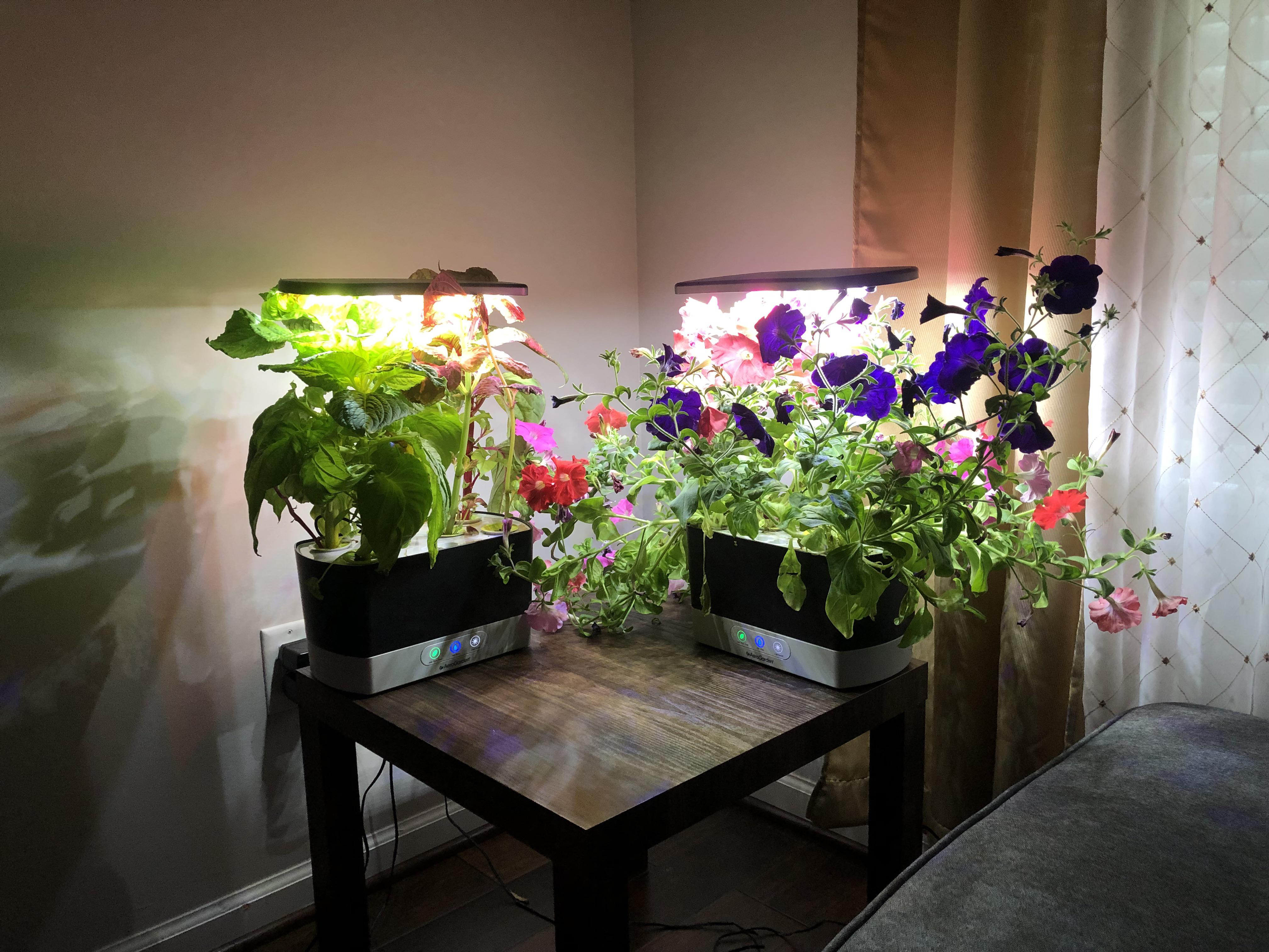 Cascading Petunias and Rainbow Fire flourishing in my Aerogarden r