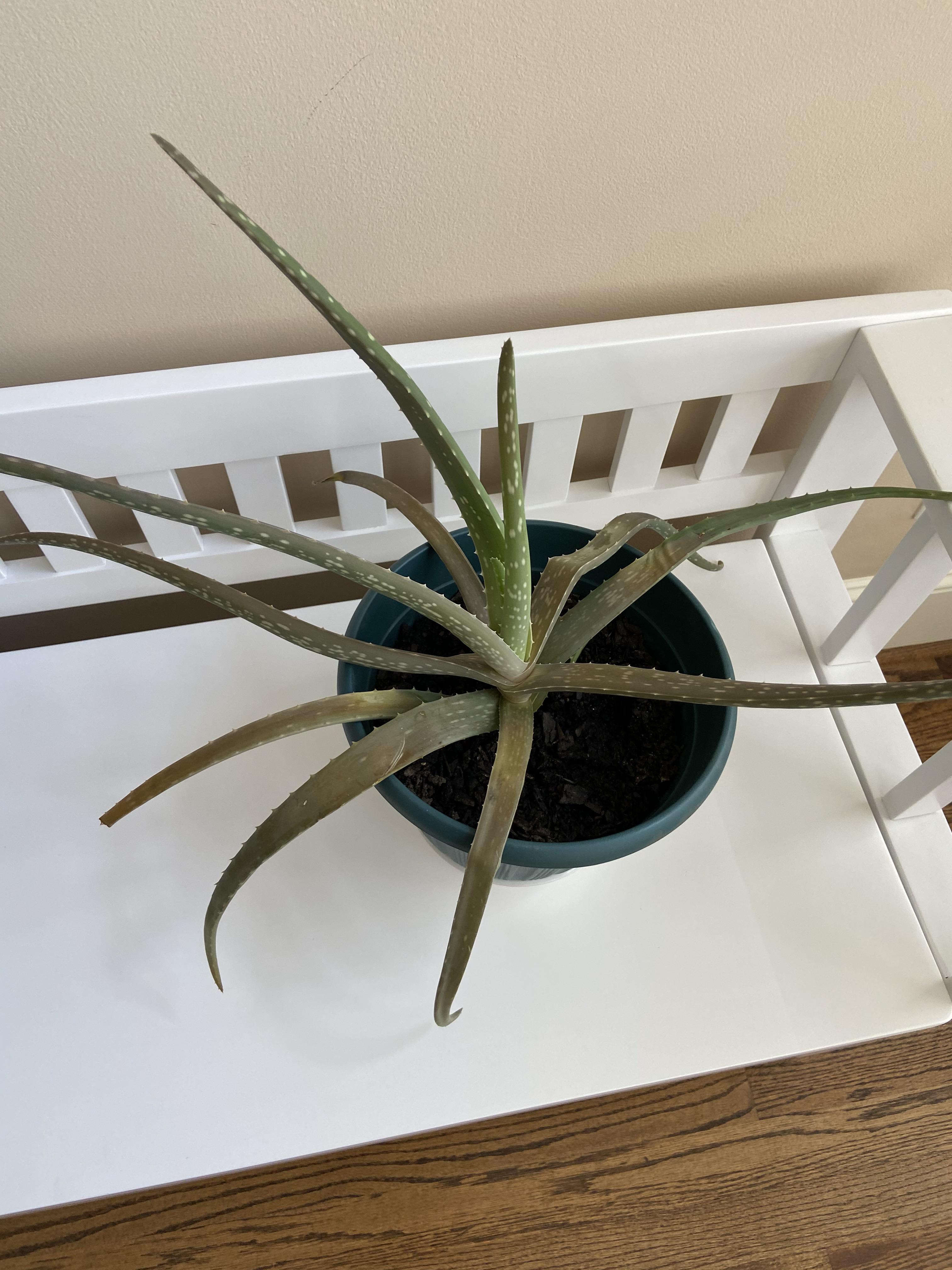 Can anyone explain why my mom’s Aloe Vera plant is dying? r/succulents