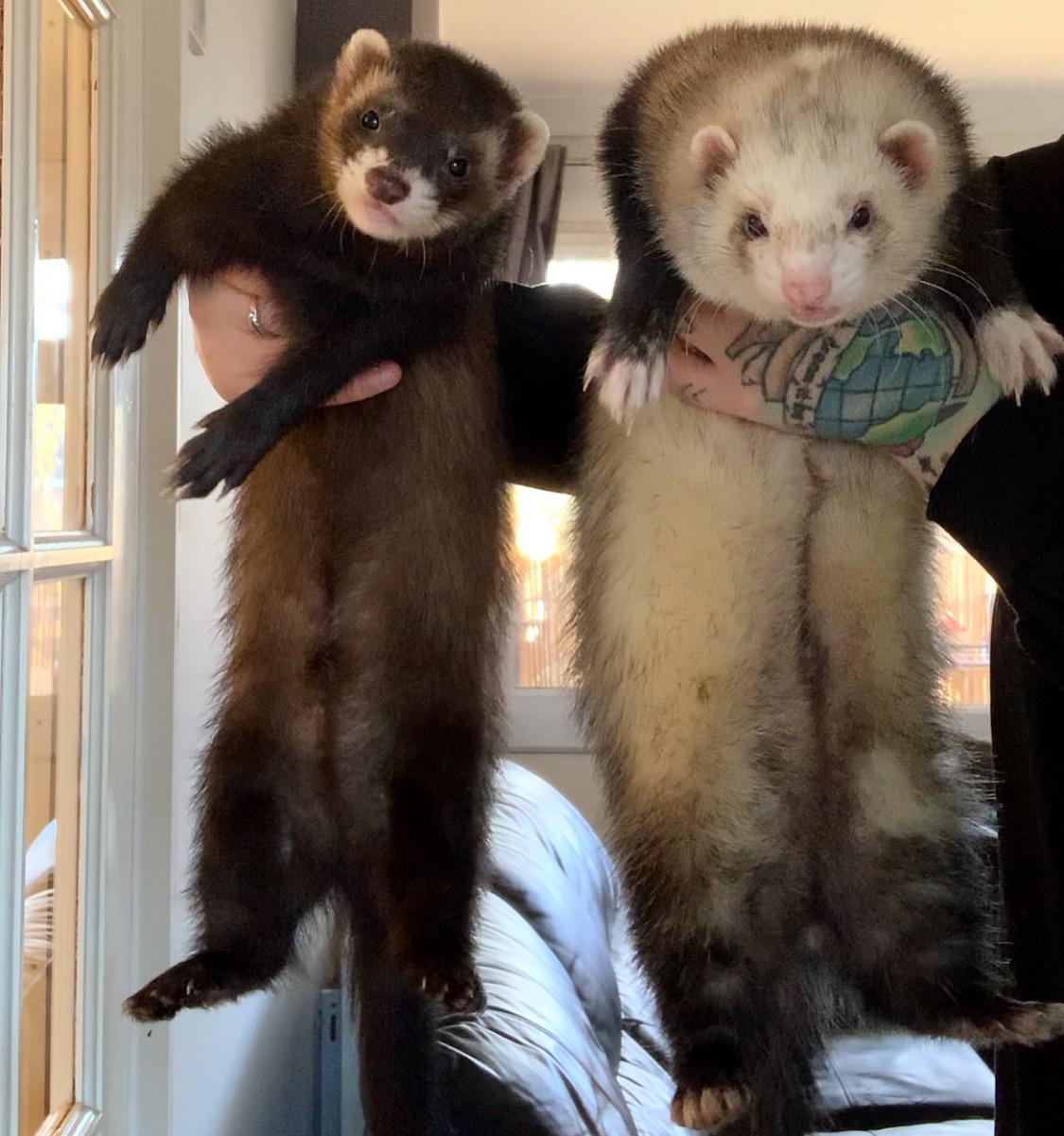 Medium Chonk and Large Chonk r/ferrets