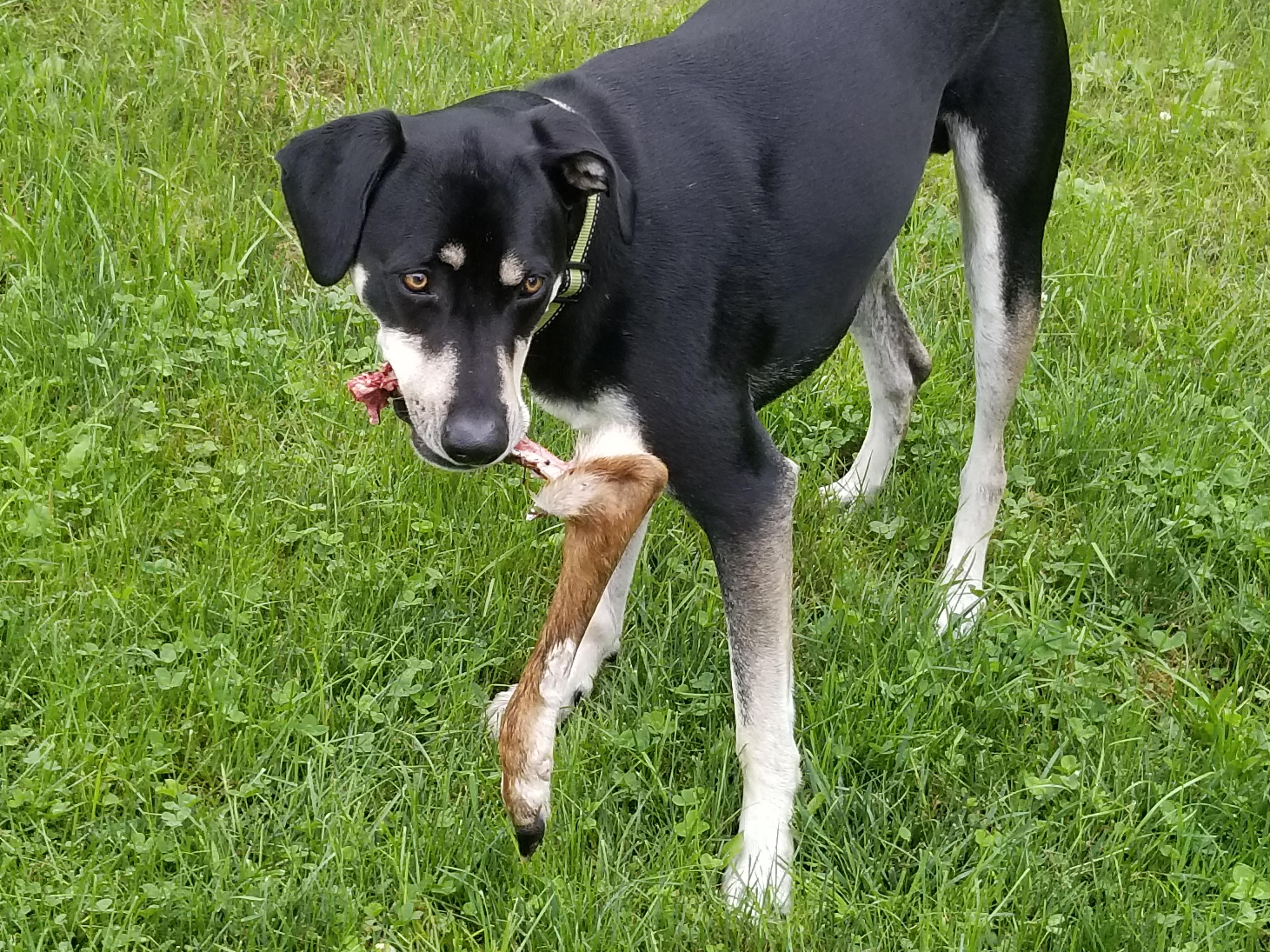 You can take a dog out of the wilderness but you can't take the