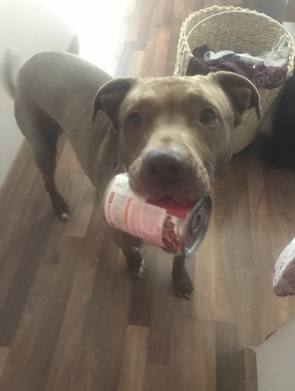 Just a dog and her tomato soup r/aww