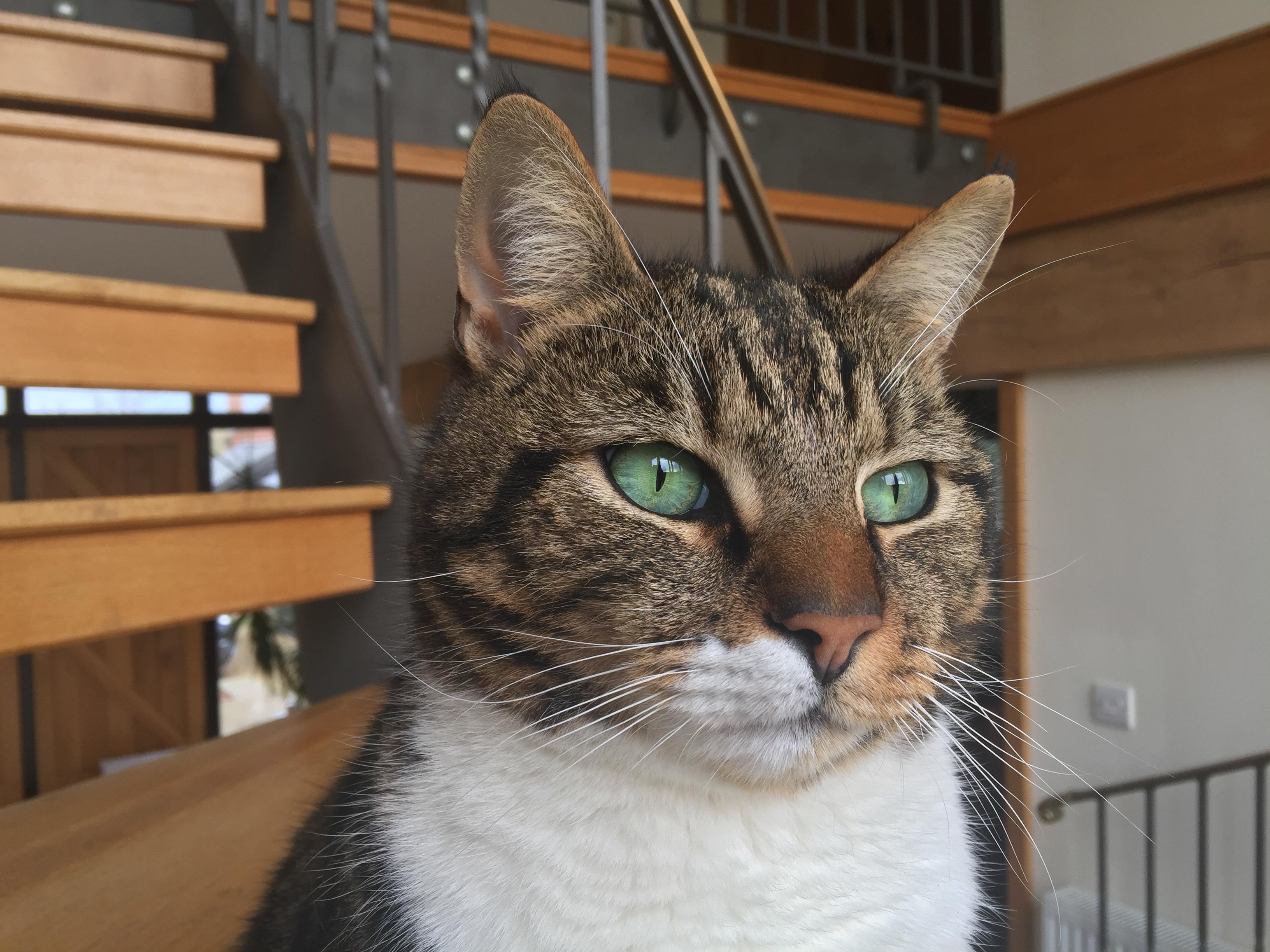 Cool Boy Cats