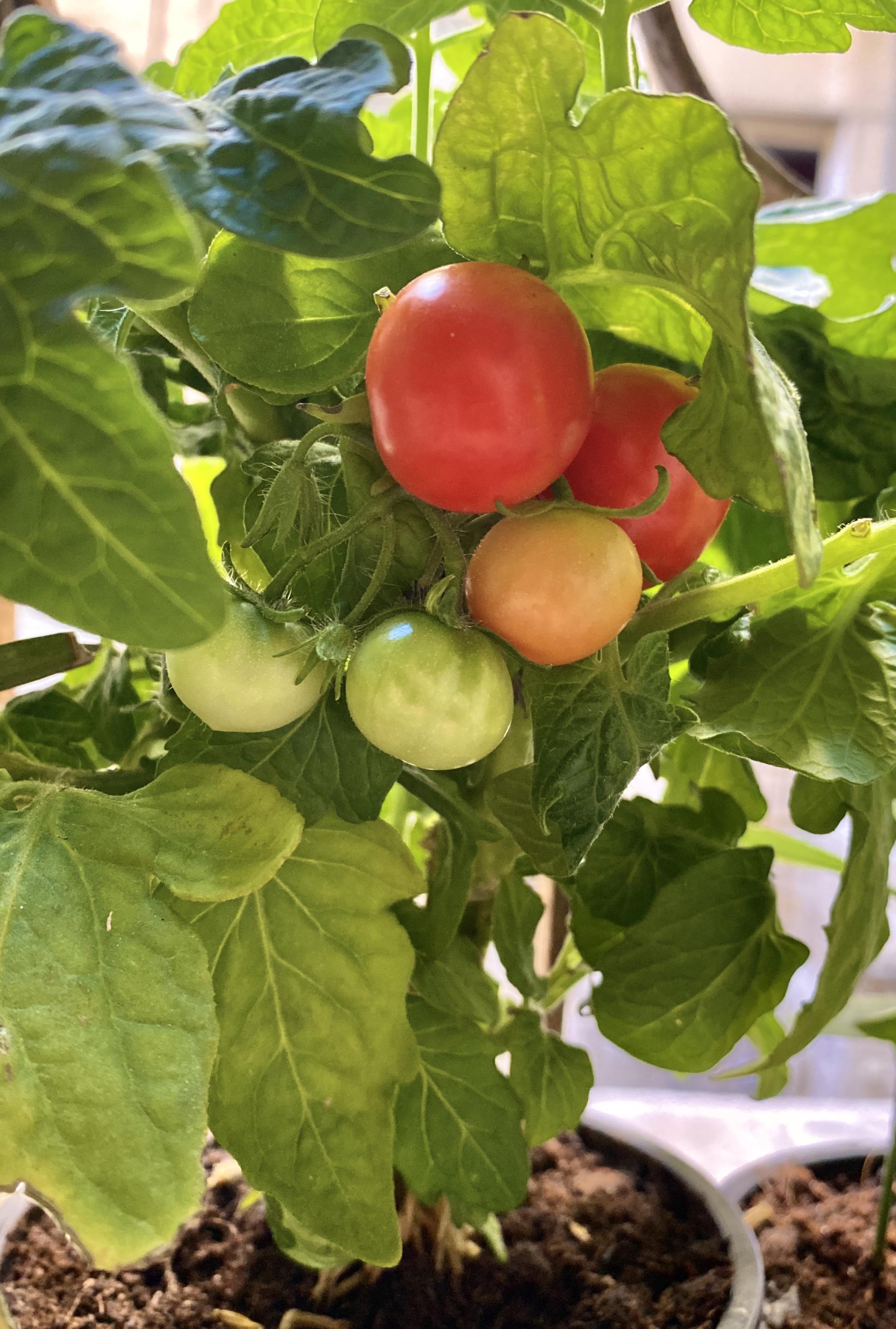 This guy grows on my windowsill. A cherry tomato 🍒🍅 r/gardening