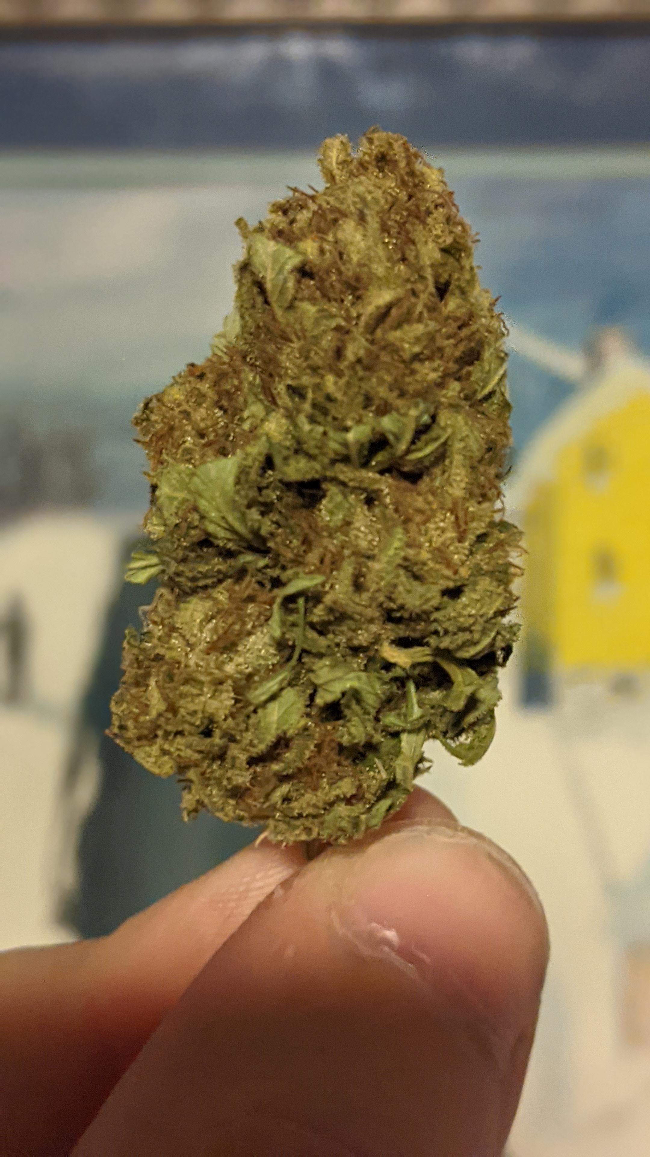 Blue Cheese outdoor from Montreal Seed Bank. Really like the strain