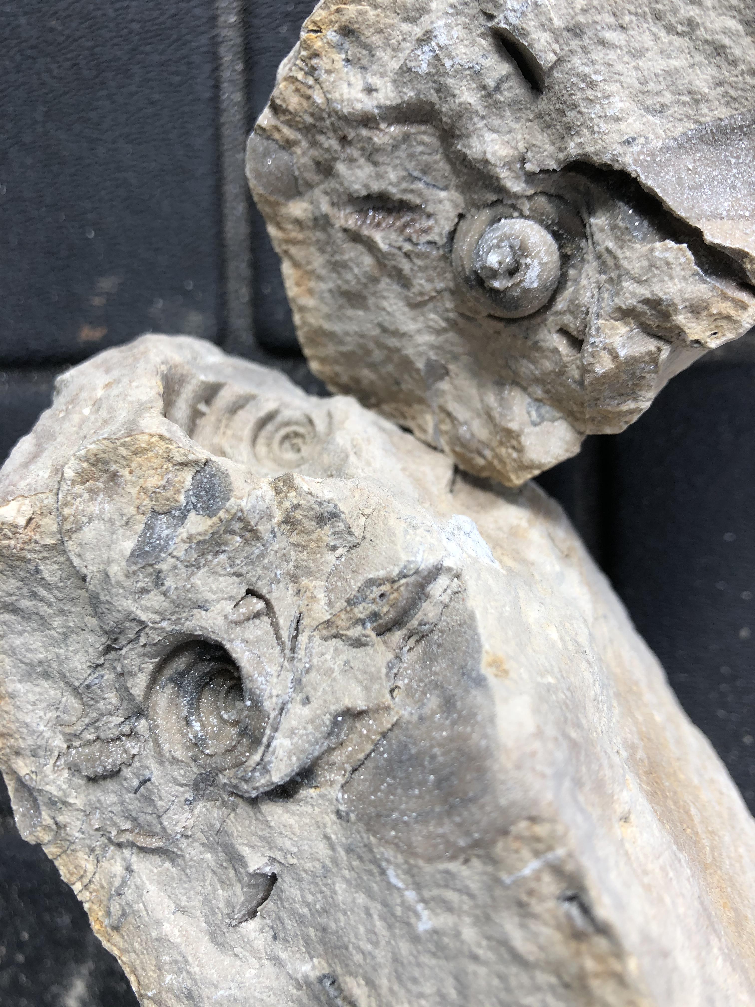 What are these shells? Found today on the banks of the Mississippi r/fossilid