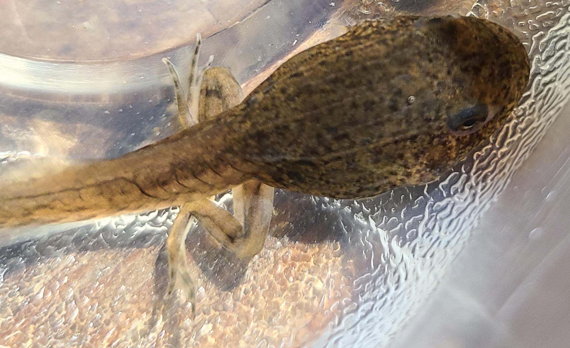 Help identifying this tadpole Houston Tx frogs
