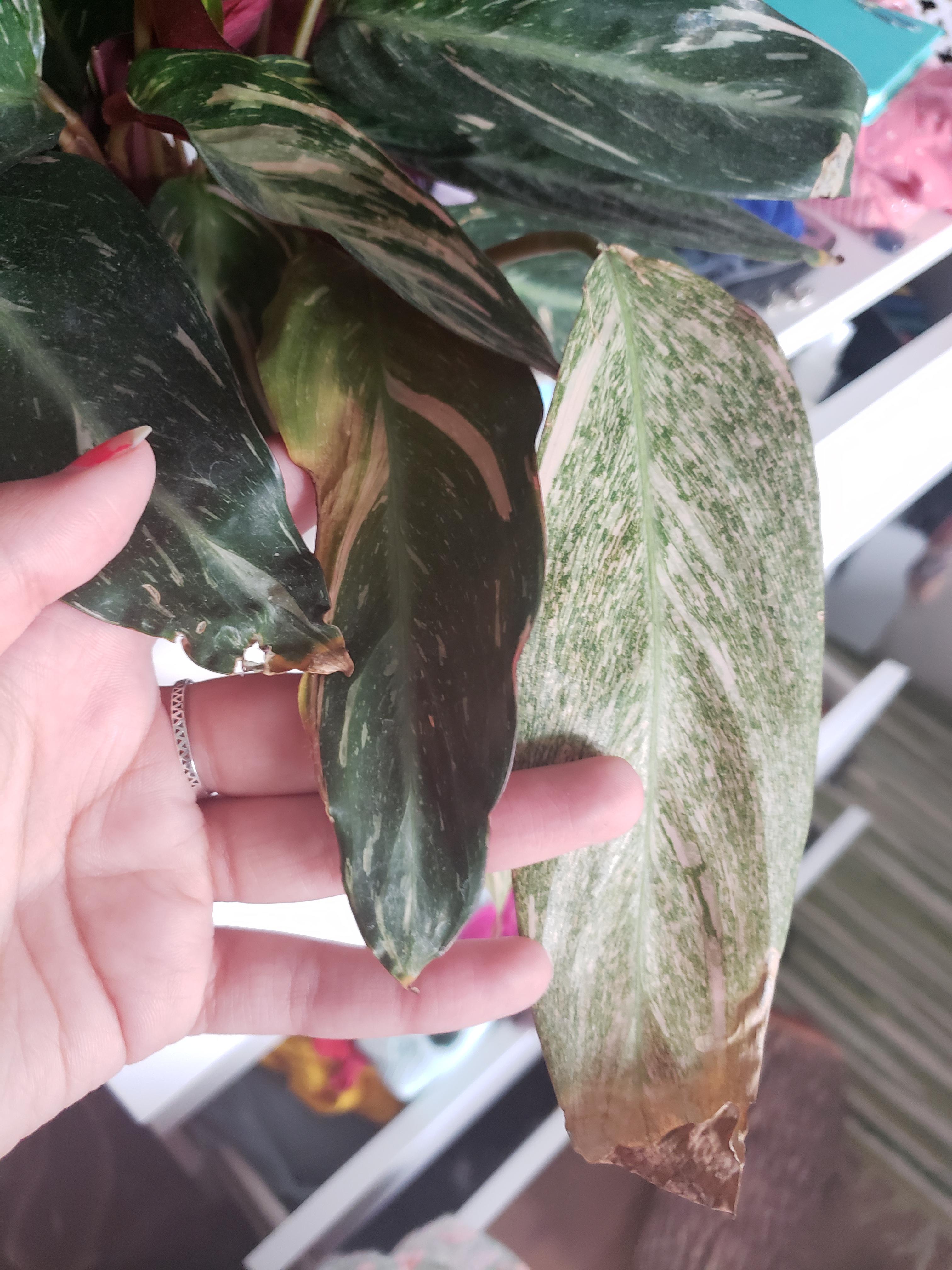 Why is my prayer plant having a rough time with its leafies ( a good