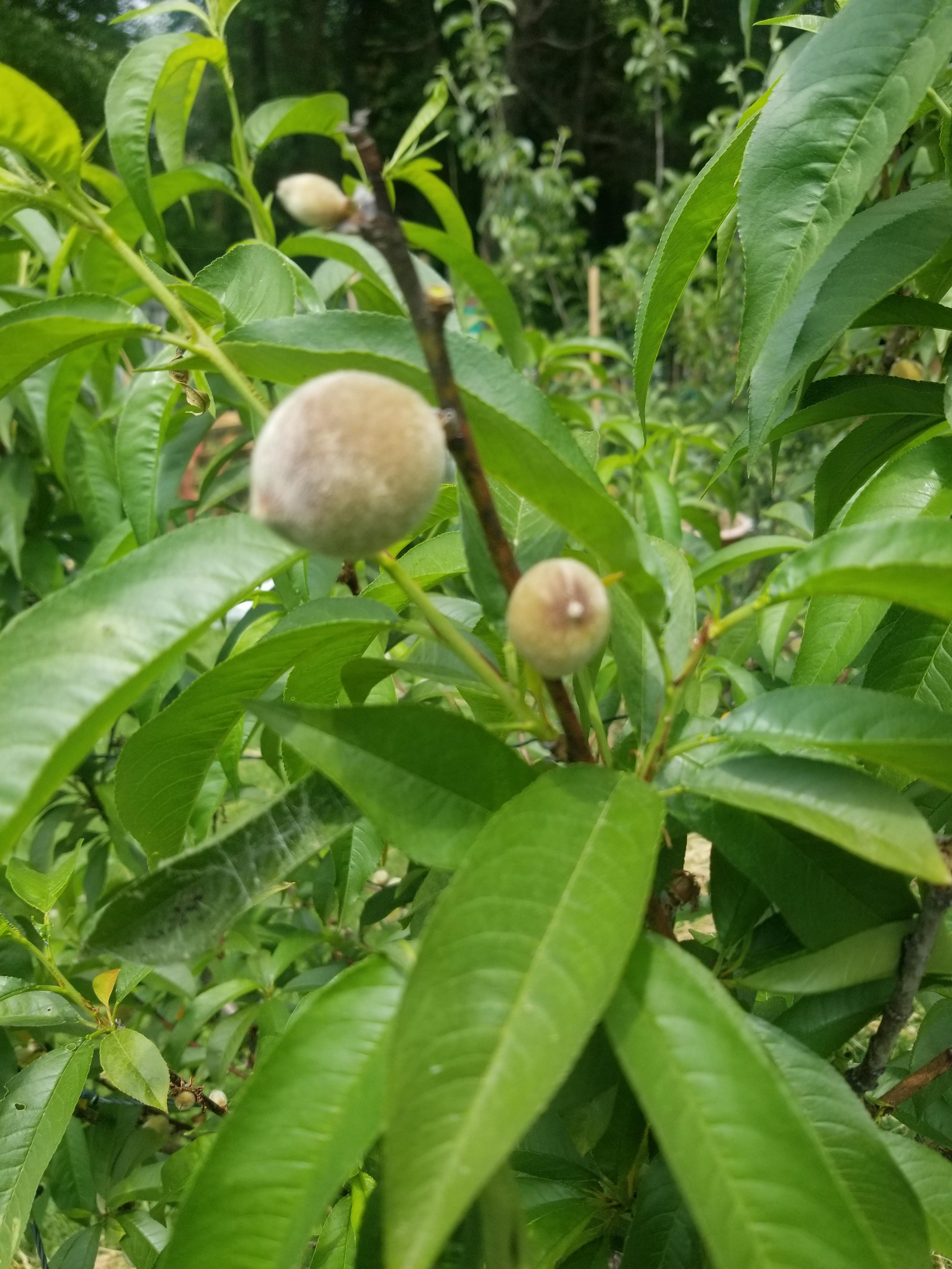 Yay! Baby peaches! r/gardening