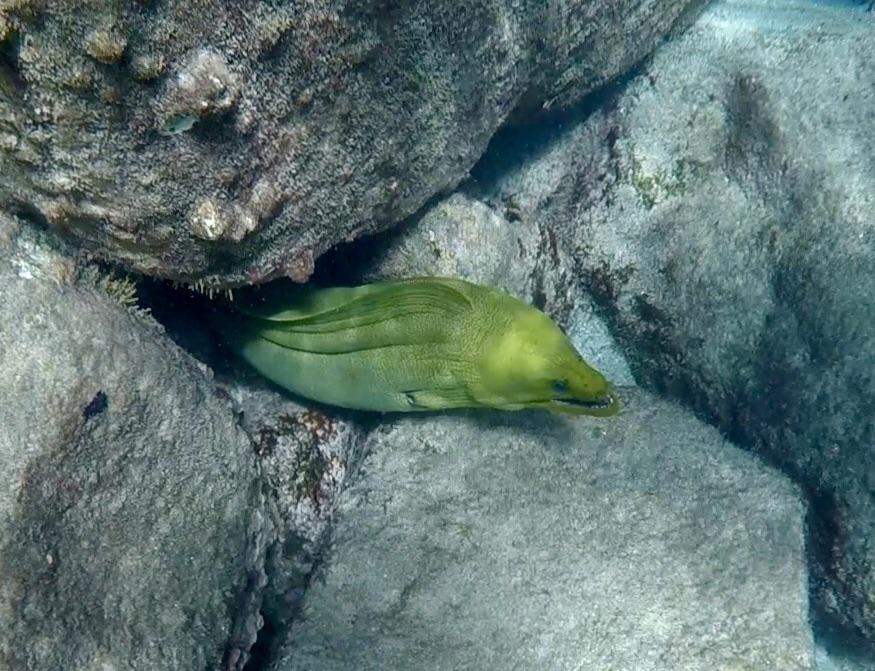 Green Moray Eel spotted in the rocks in South Florida r/marinebiology