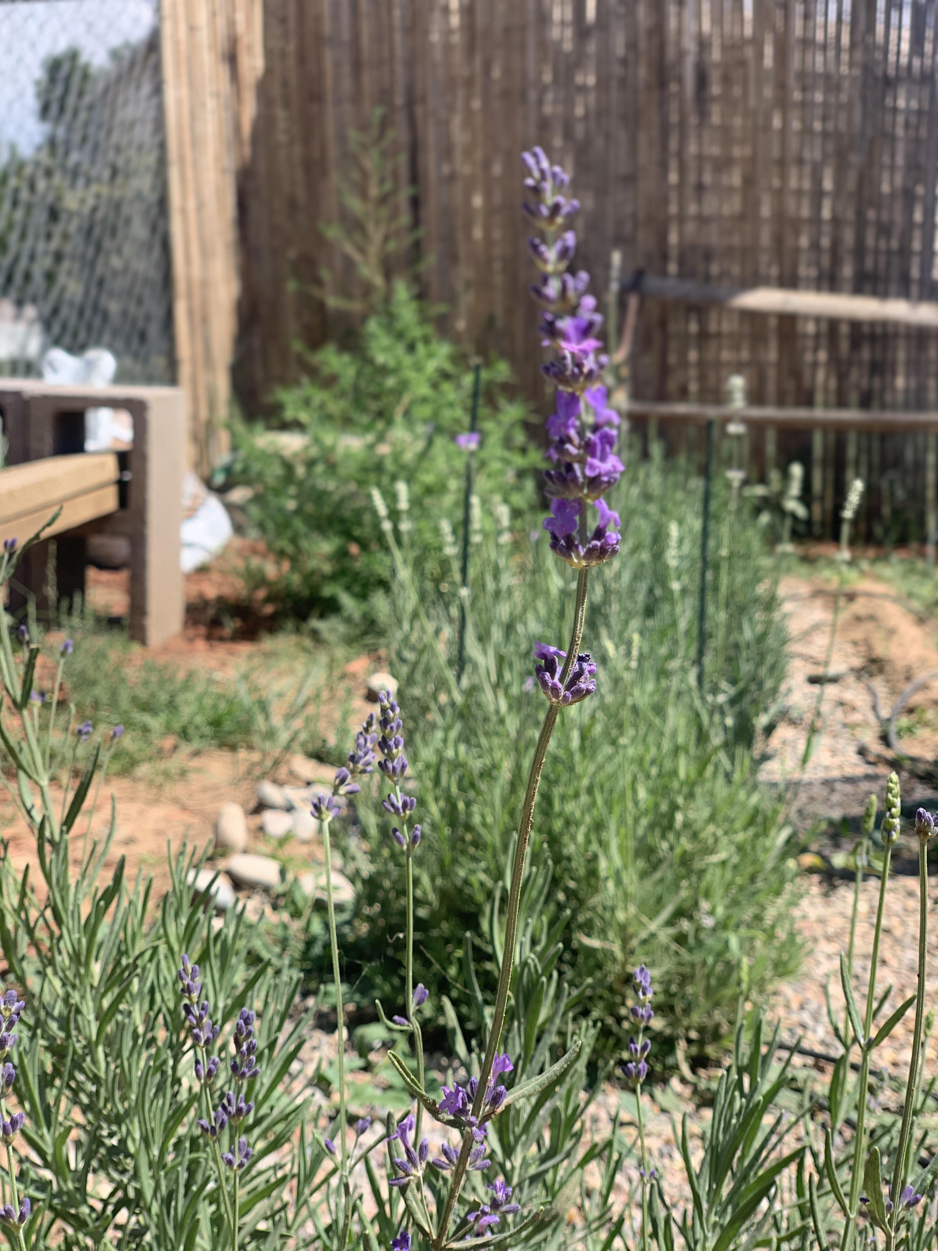First lavender bloom of the season!!! r/gardening
