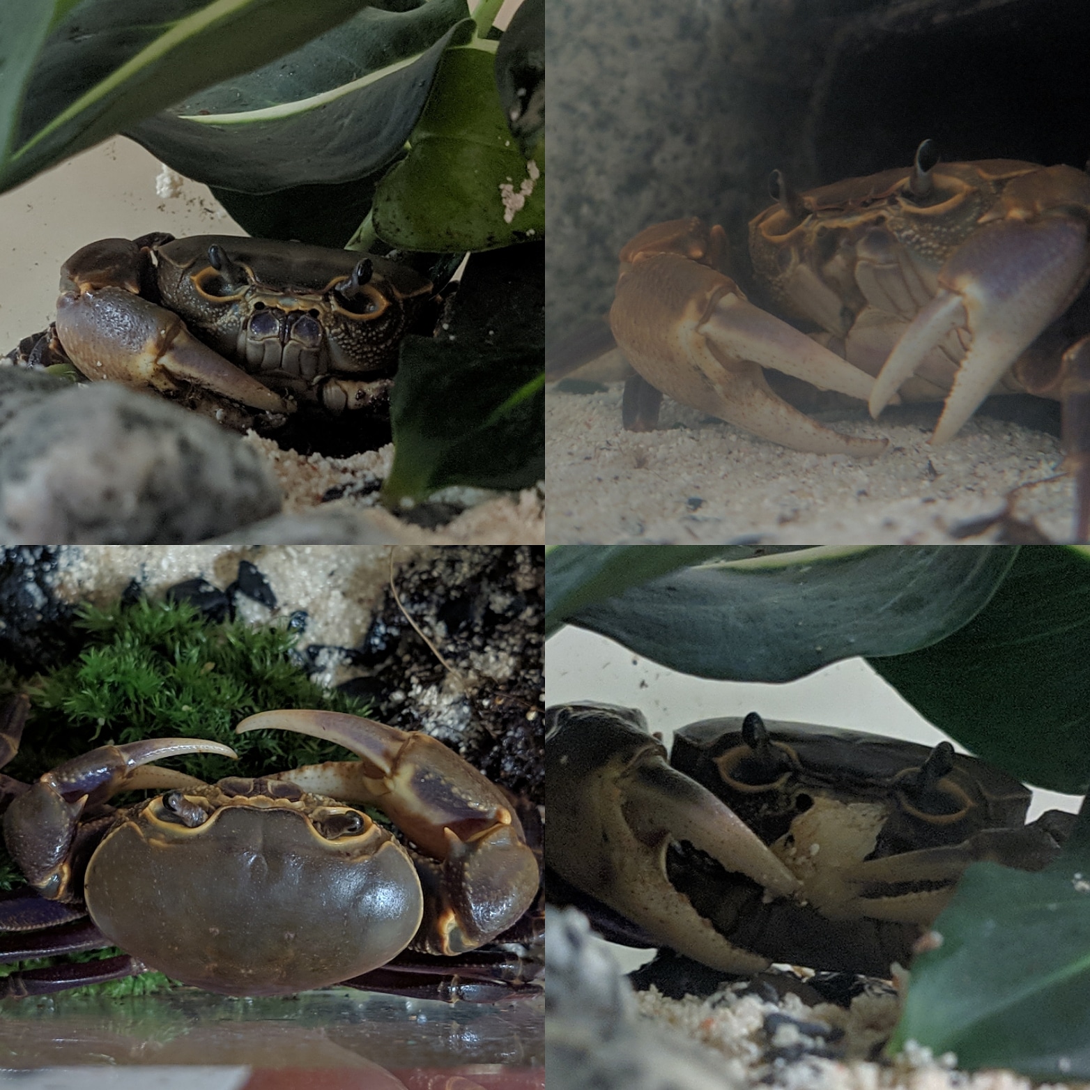 Purple land crab (Any name suggestions?) r/Aquariums