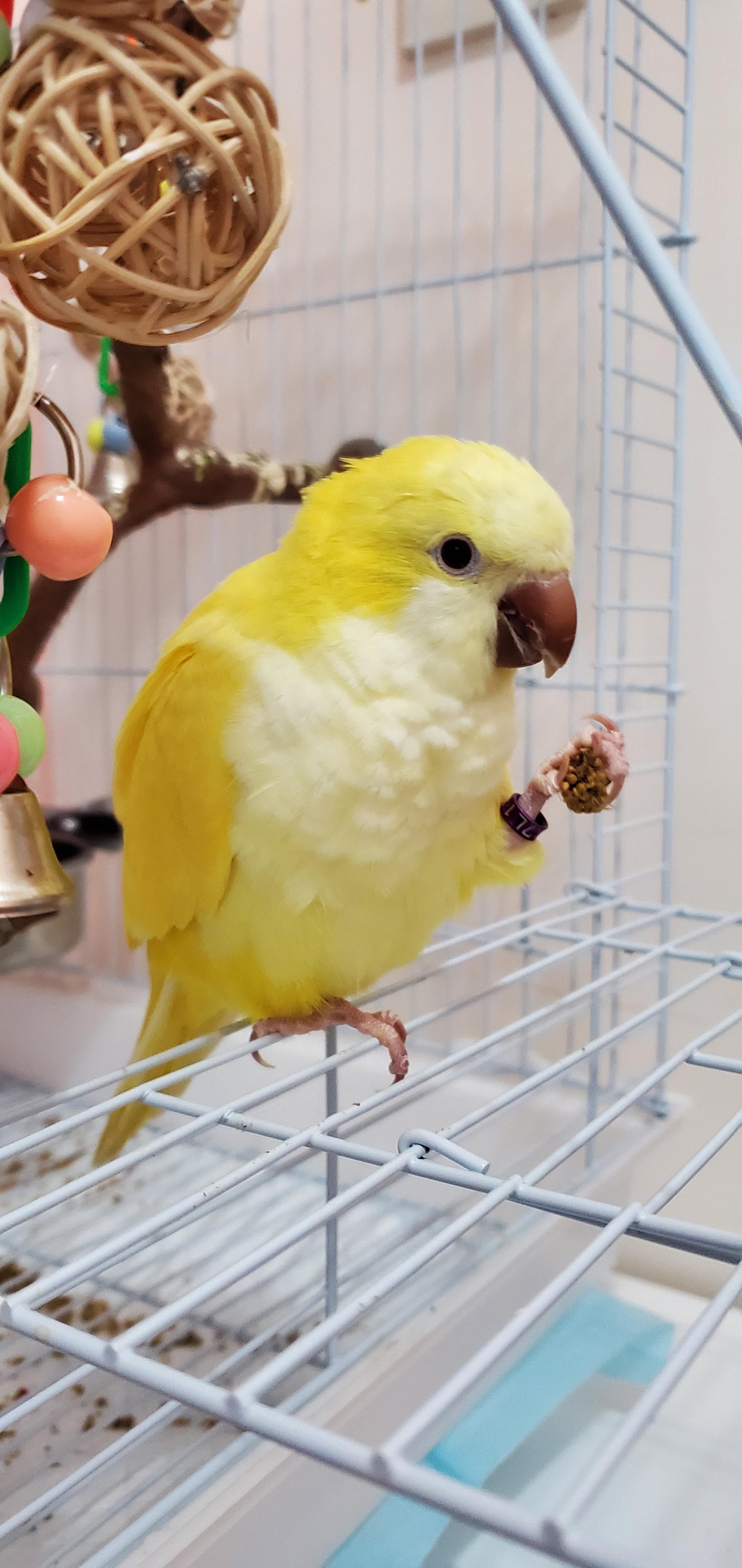 Does anyone know how to stop my quaker from biting? He recently