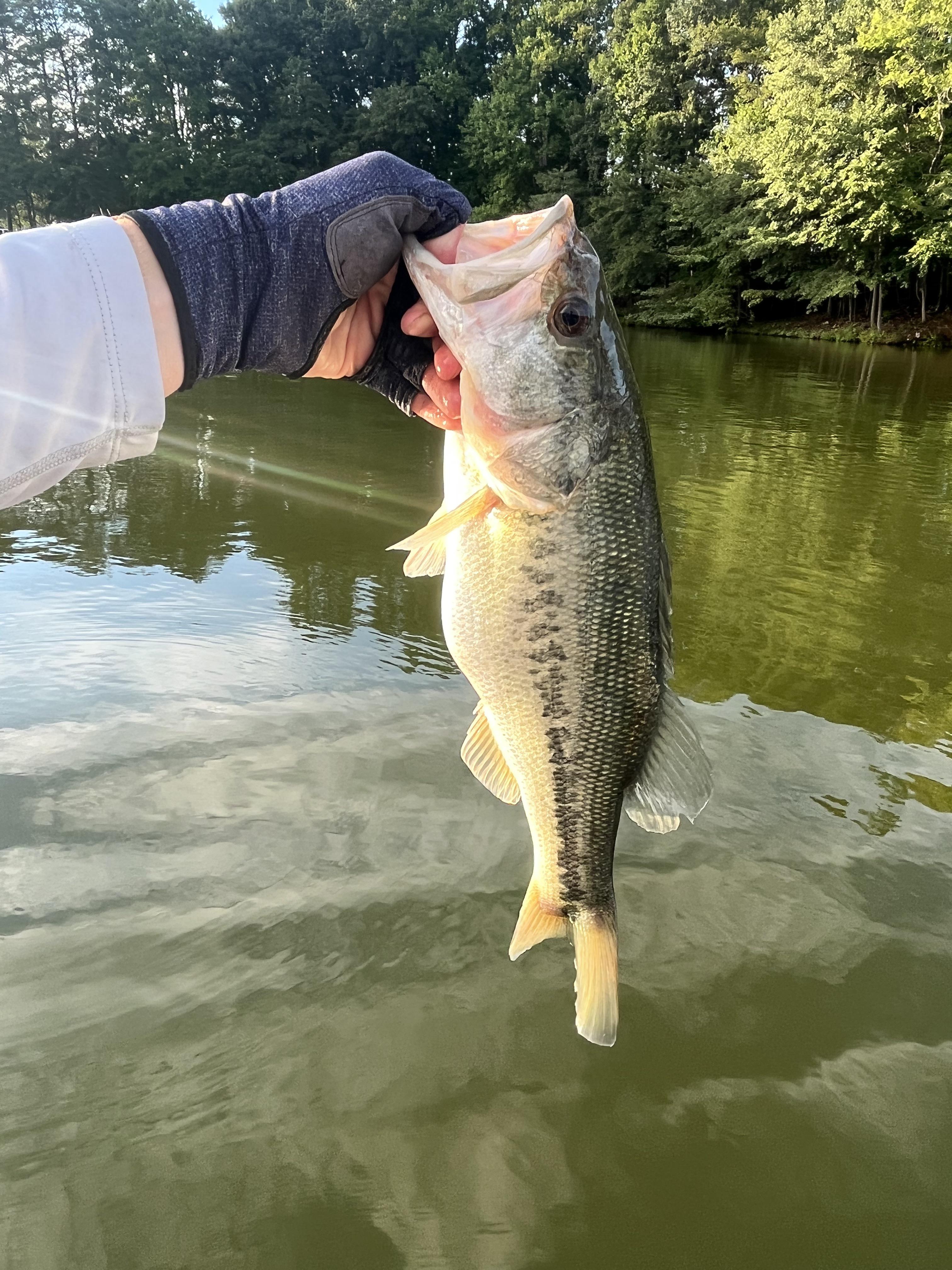 Healthy Bass r/Fishing