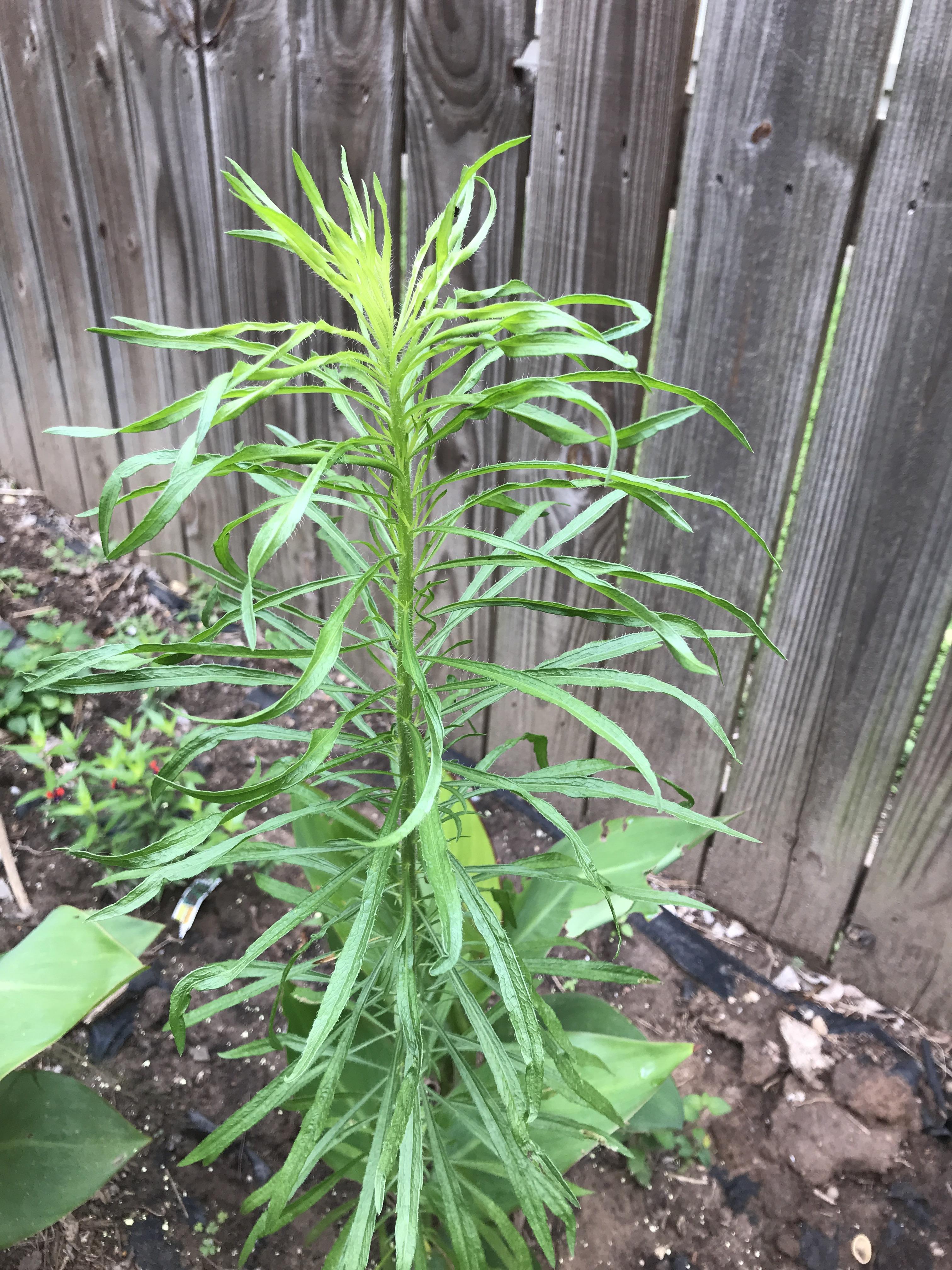 (Zone 8b) I have a few of these popping up. I’m letting this one go to