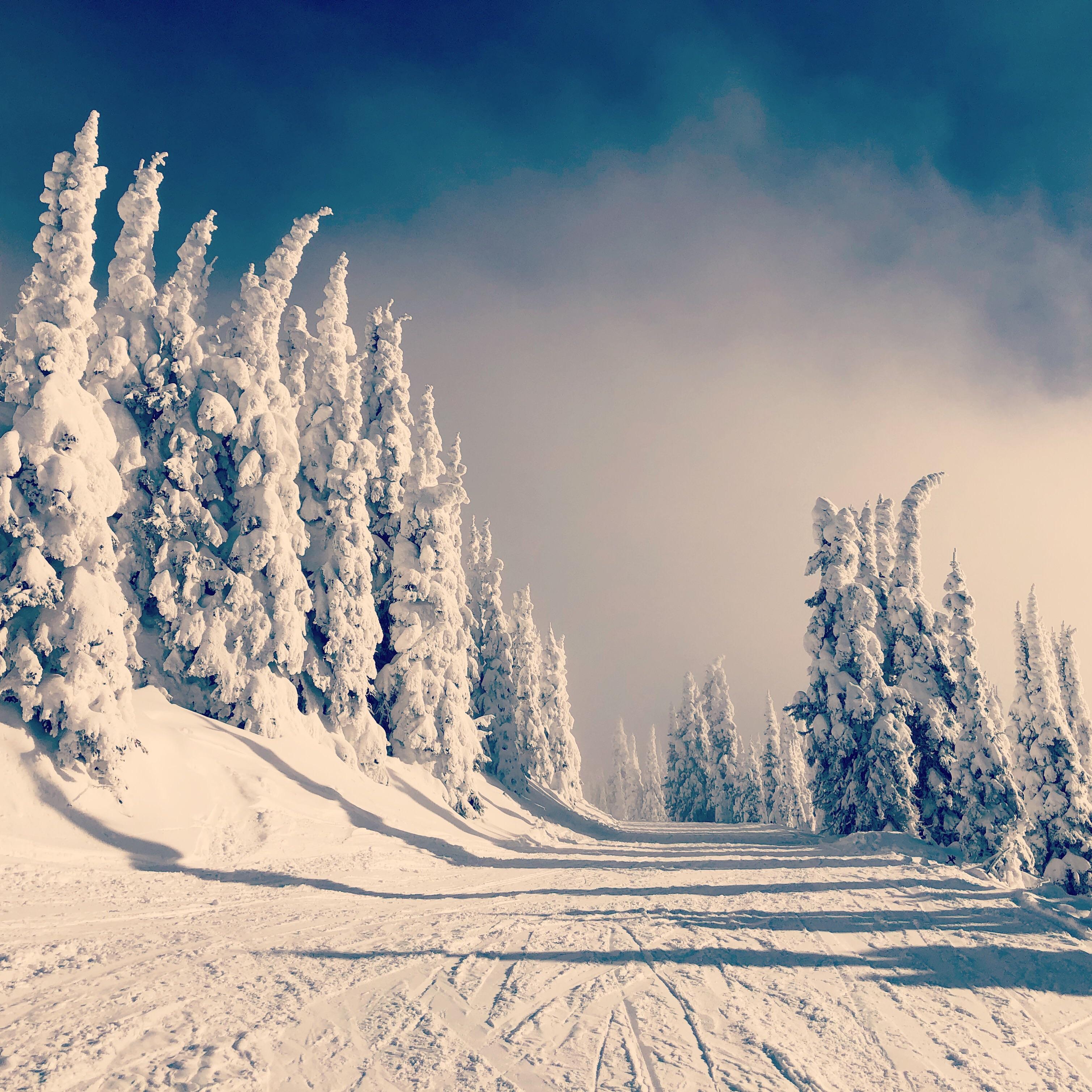 Saw some snow ghosts in Whitefish, Montana. r/pics