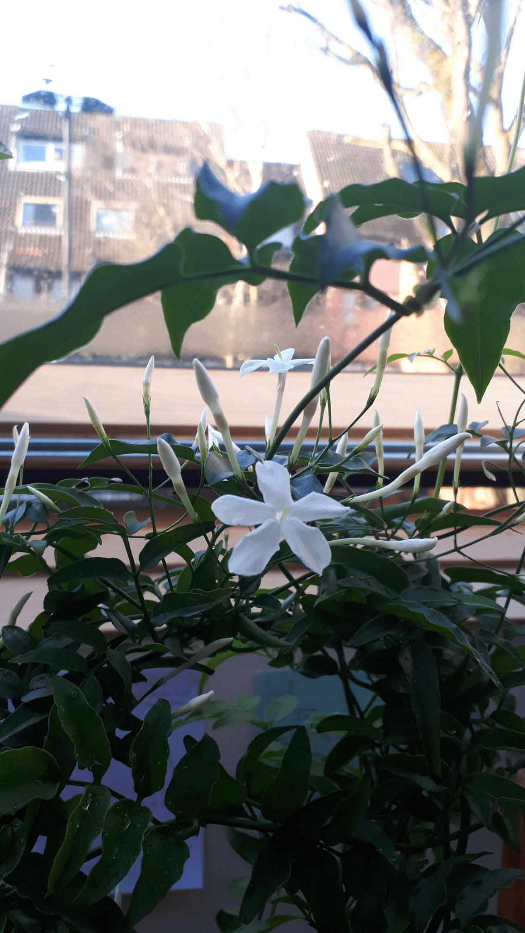 My jasmine plant has bloomed!! My room smells so good 24/7 now r