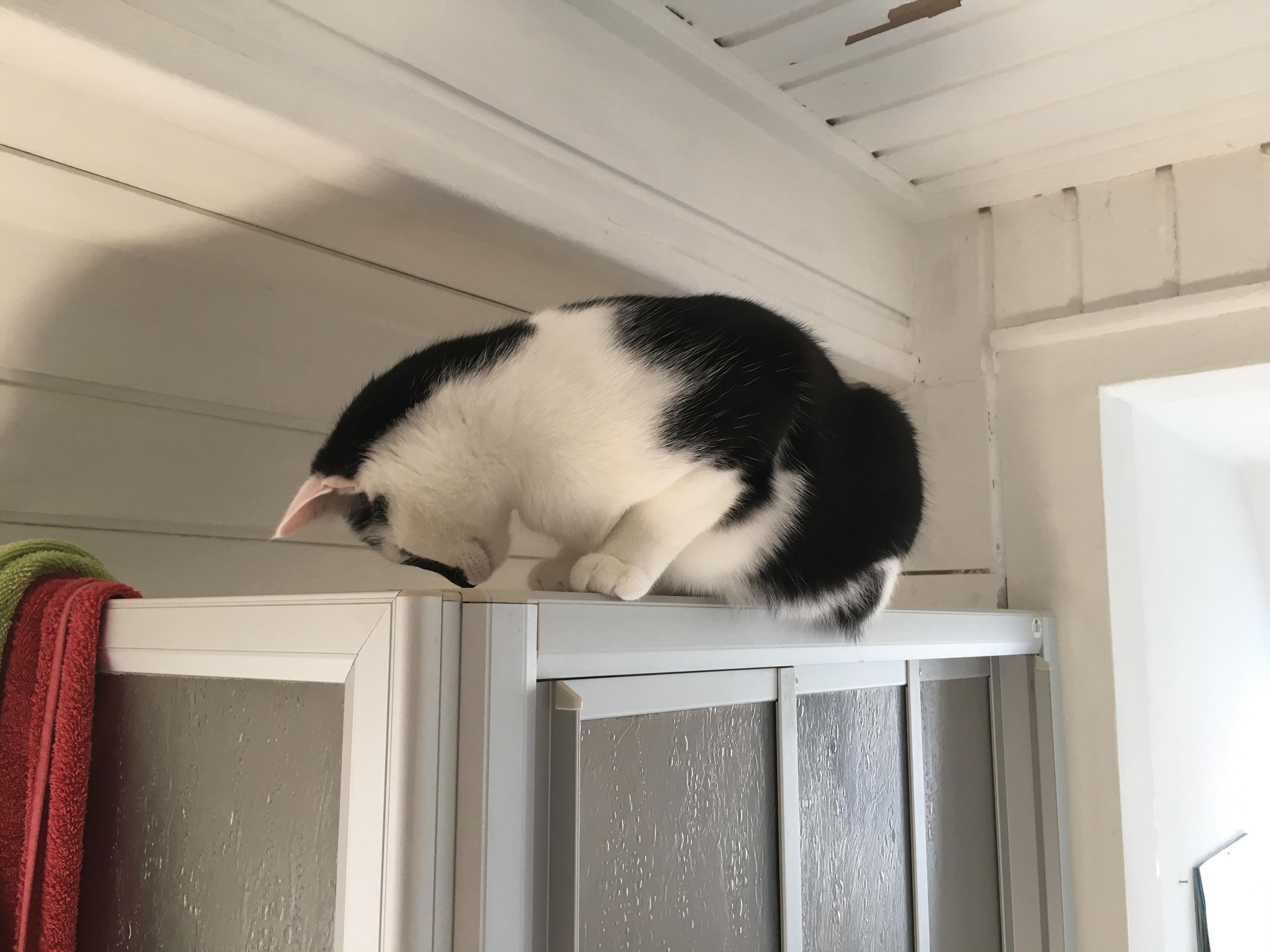 Our cat always watches my girlfriend in the shower. r/cats