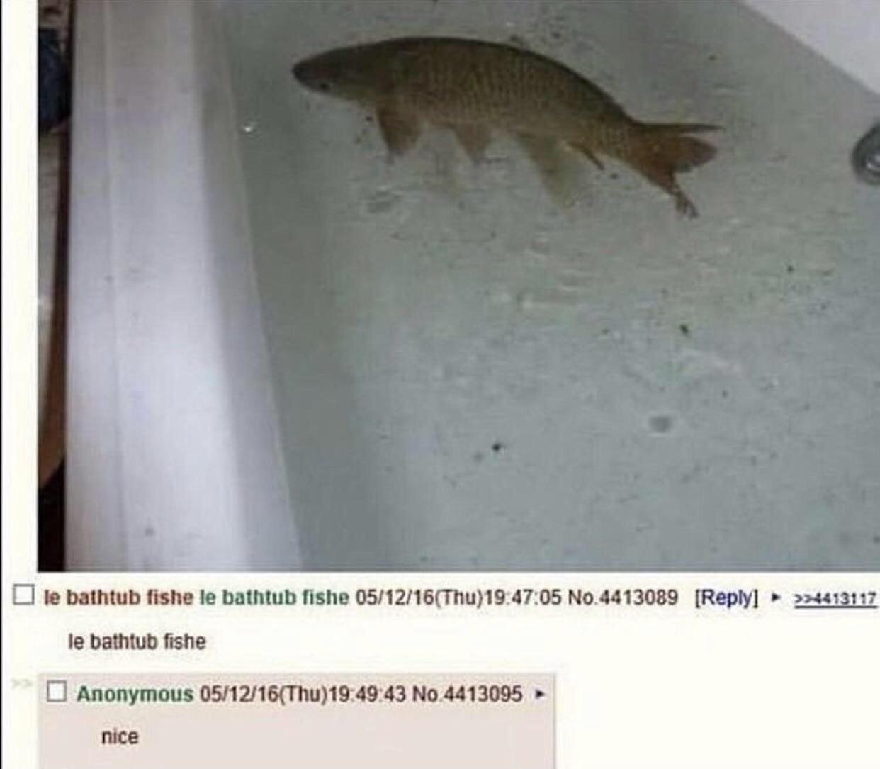 Le bathtub fishe r/ontheledgeandshit