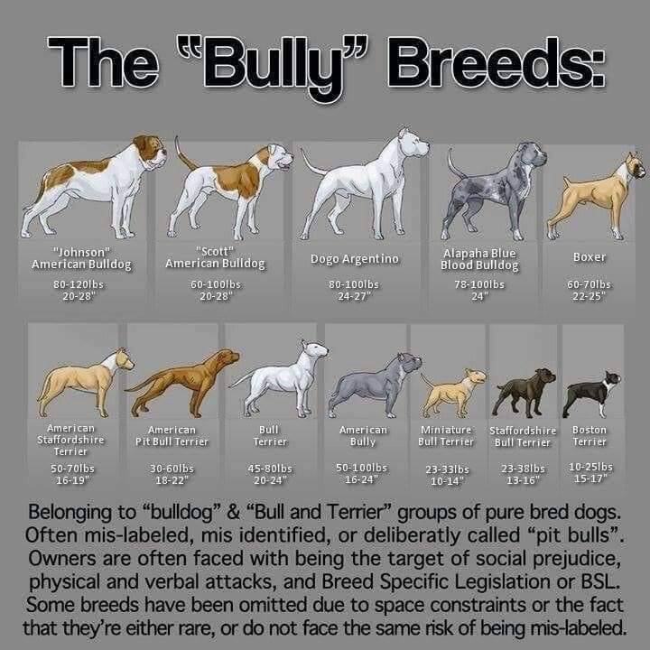 Seems like most people here needs educated on pit bulls and other bully