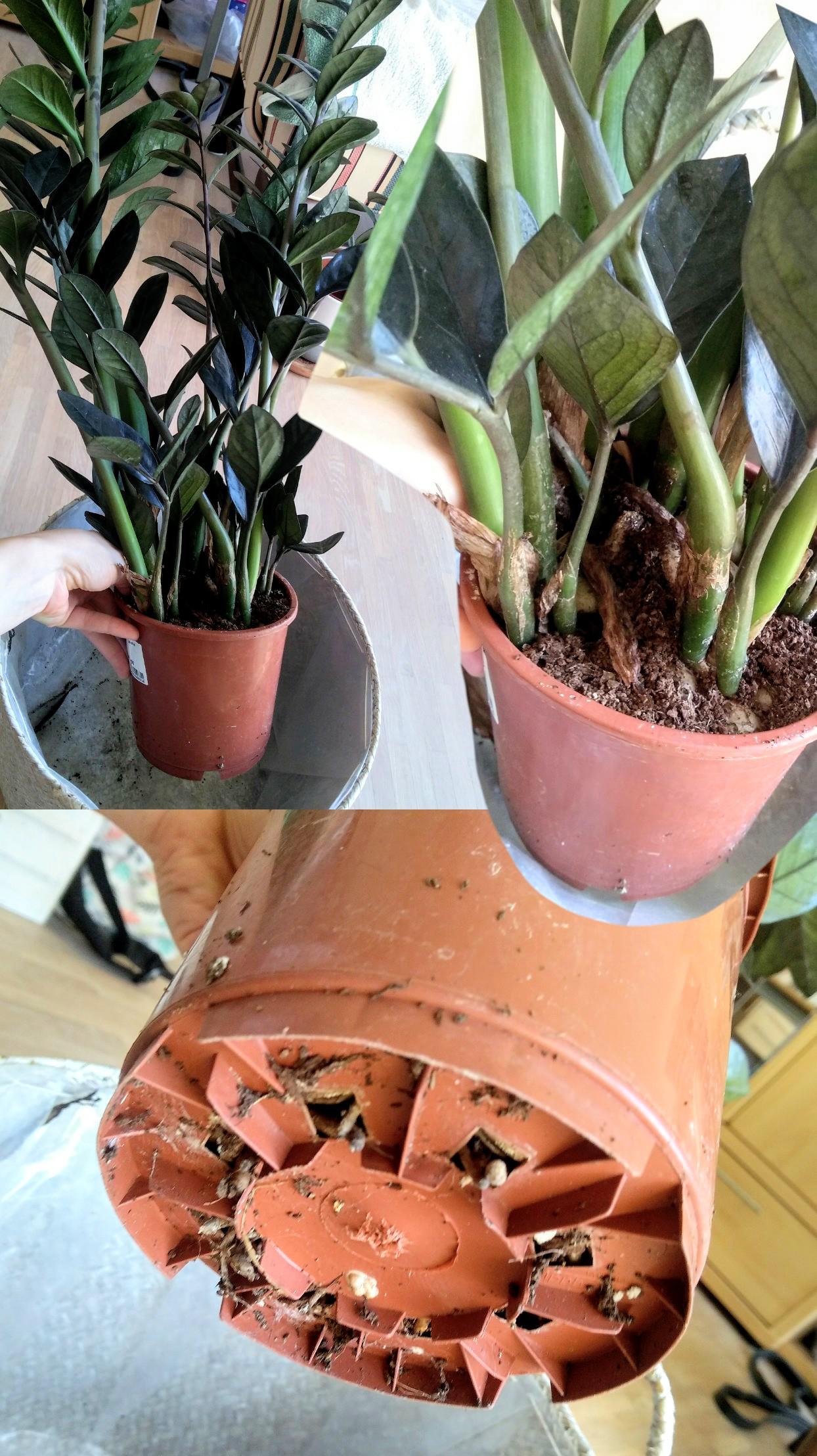 Should I repot this zz plant? r/houseplants