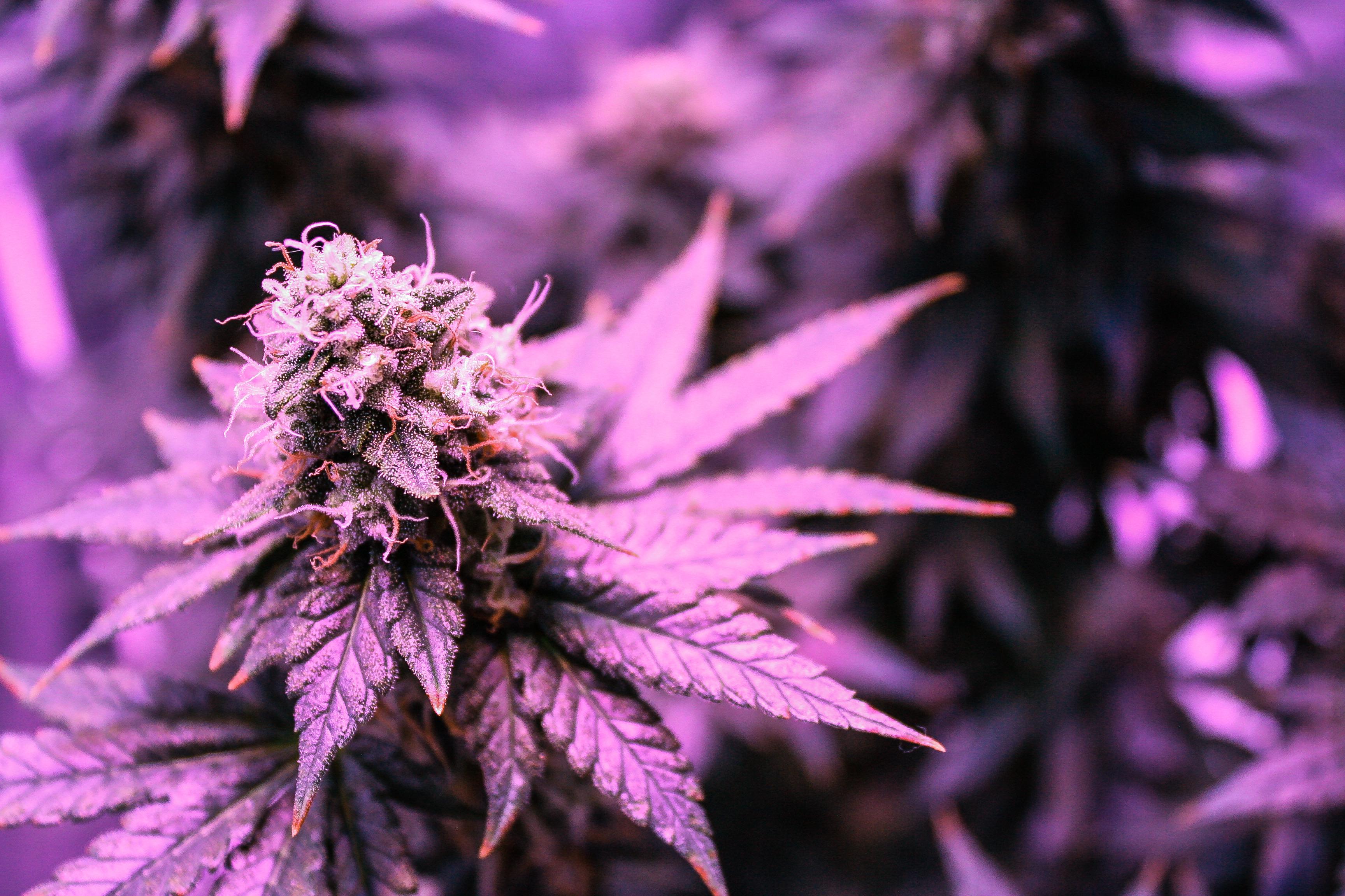 The Afghan in flowering. r/trees