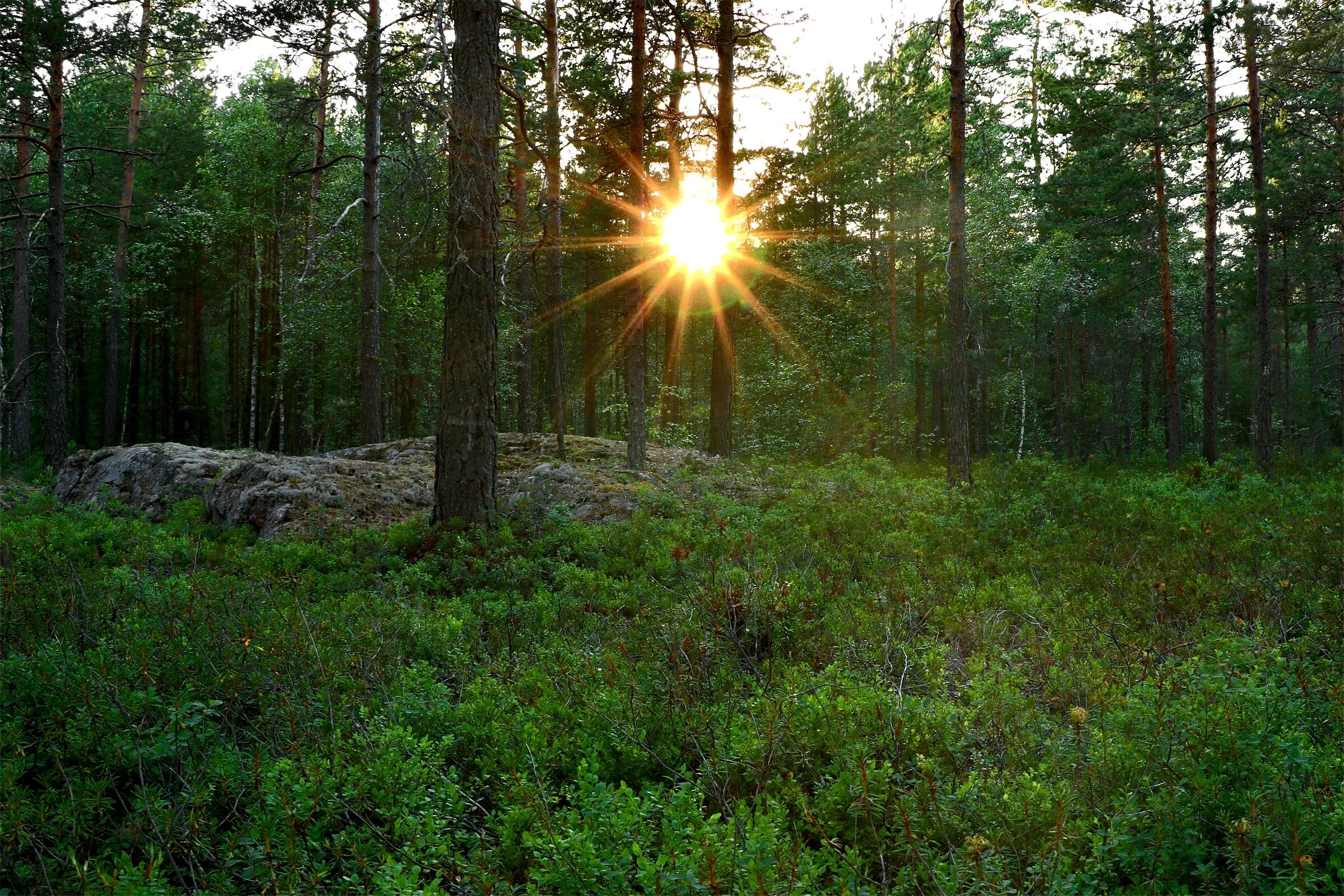 Sunset deep in a Swedish forest [OC][2400x1600] r/EarthPorn
