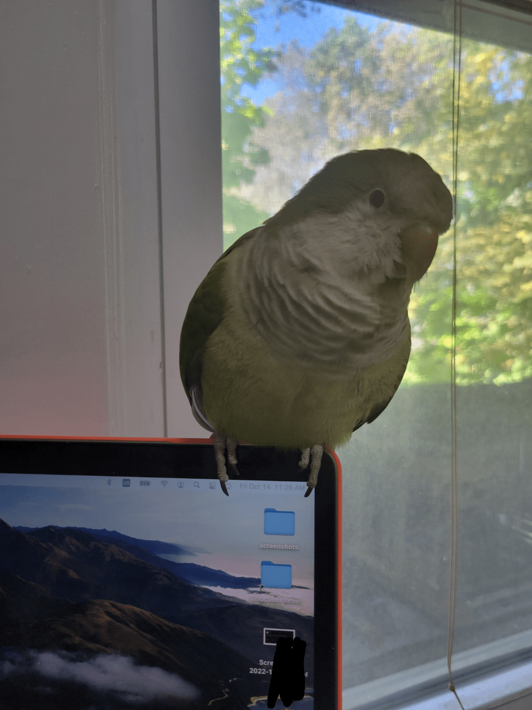 most expensive bird perch I've ever bought 🤦 r/parrots