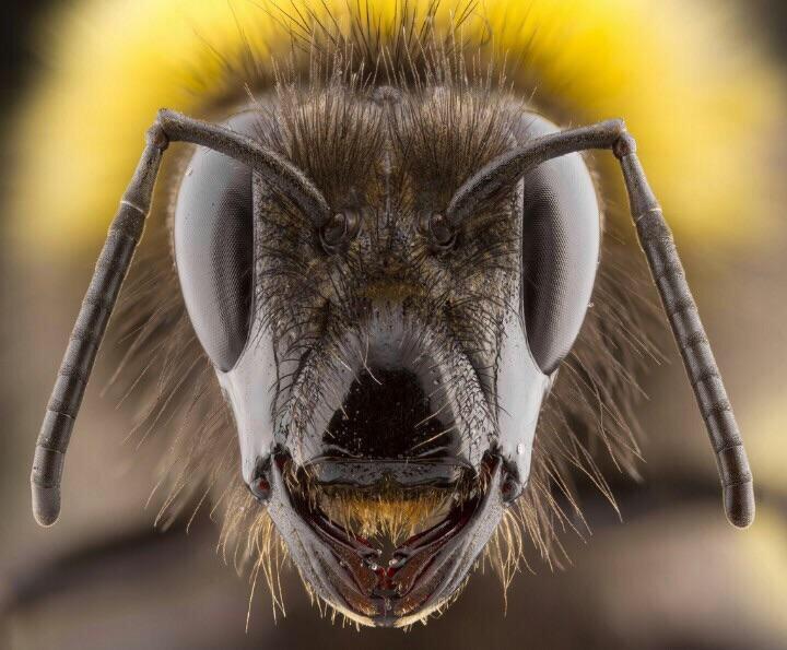 Thanks, I hate bumblebees up close r/TIHI