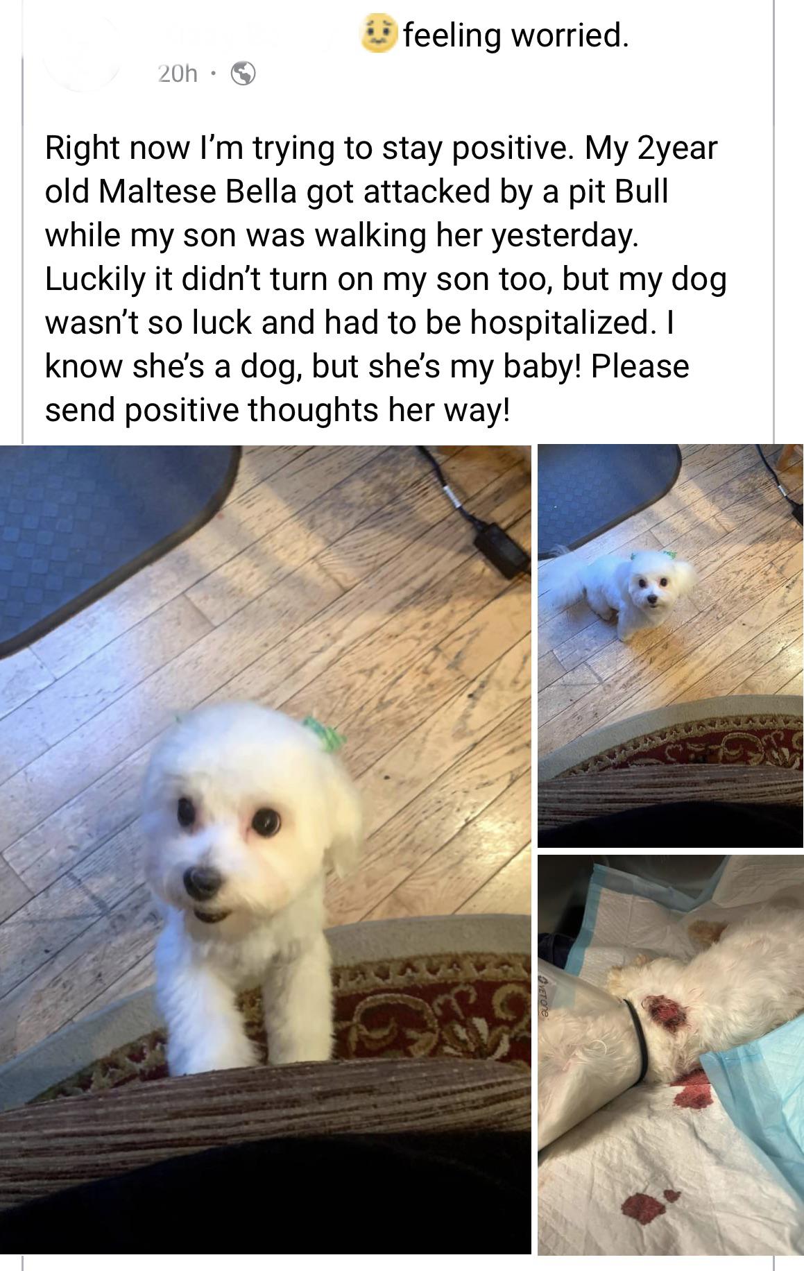 Maltese attacked by pit bull (Virginia; August 7, 2022) BanPitBulls