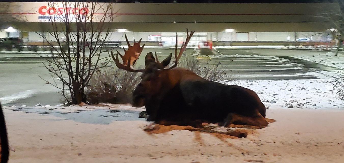 When your neighbor is a meat cutter at Costco Pilots of America