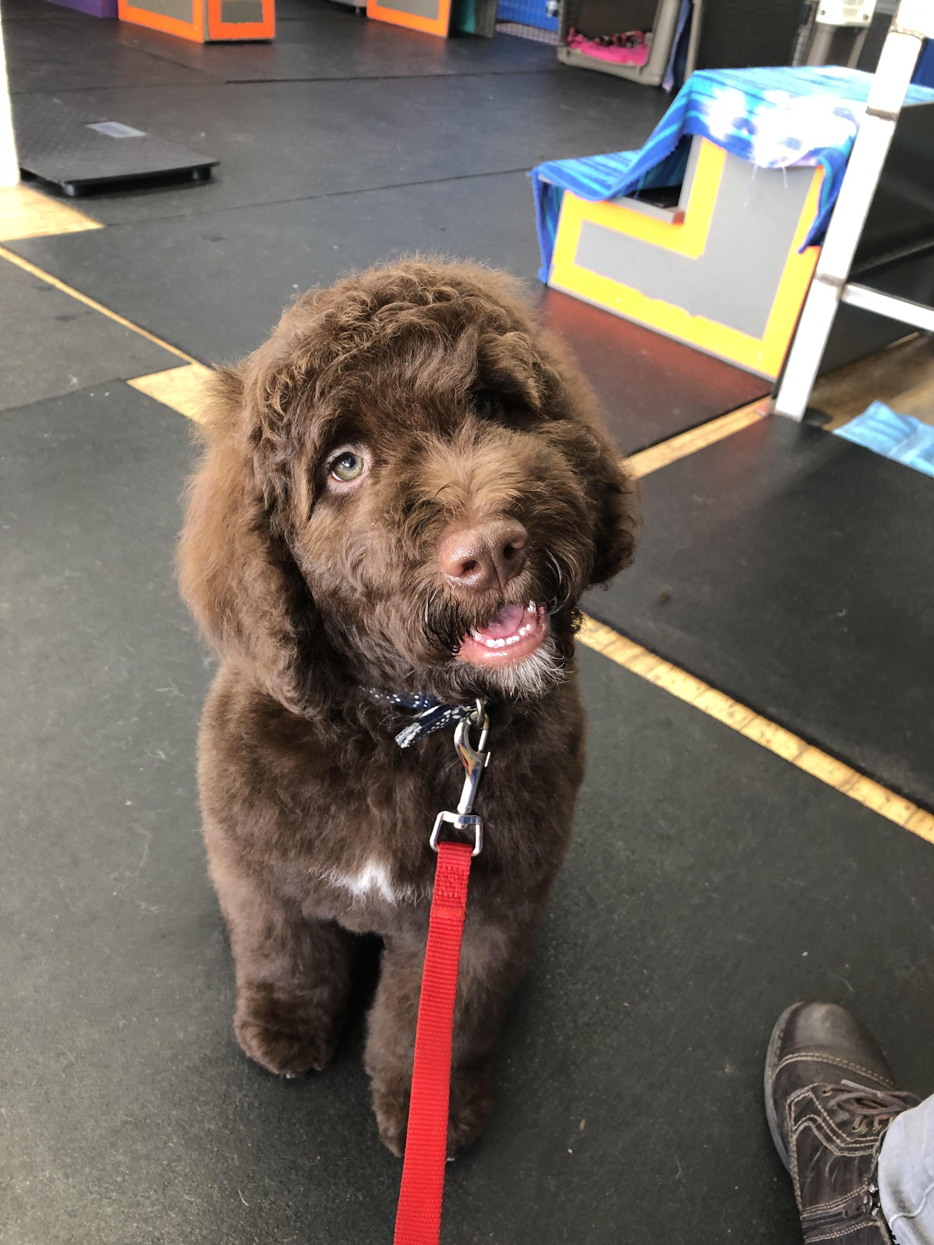 Hi Reddit, I’m Tuck! I’m usually curly but the blow dryer got me. r