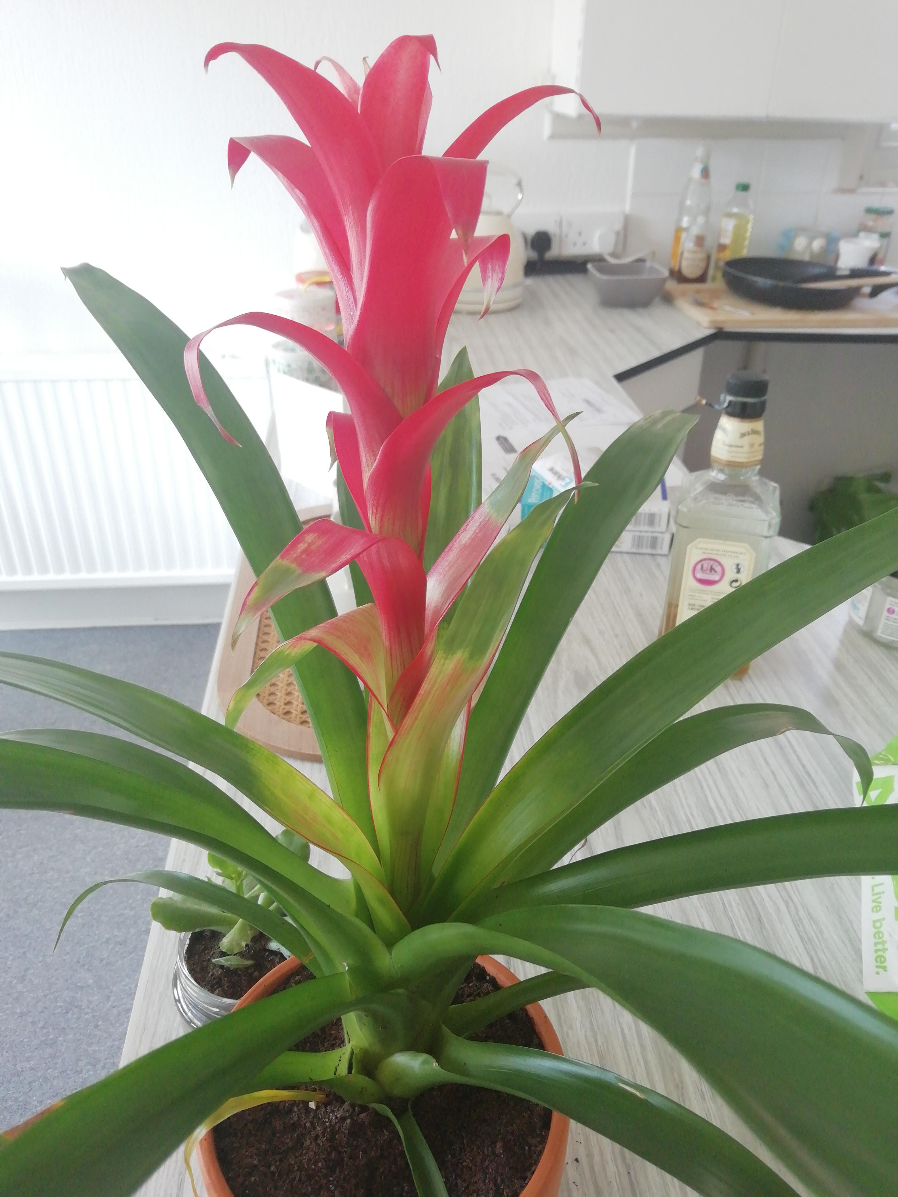 Is it time to cut this flower off? And if so, how far down do I cut