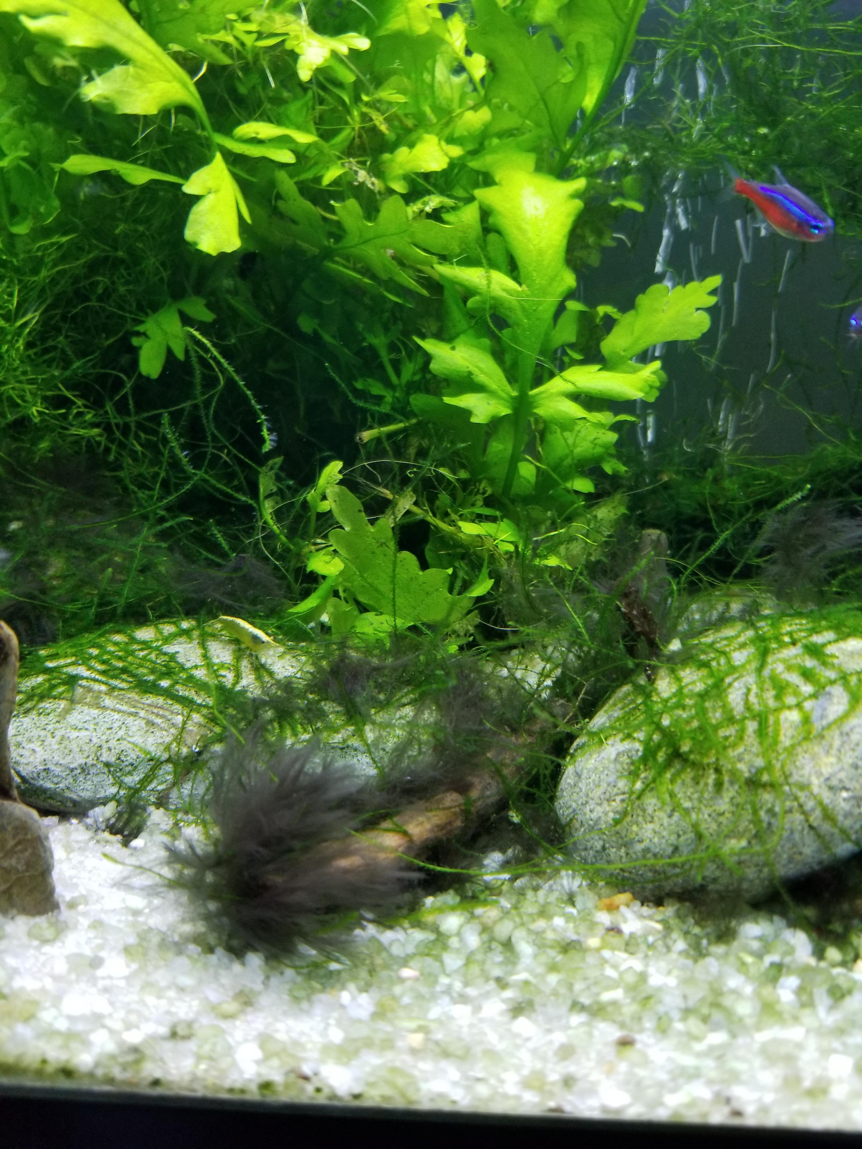 Black Hair Like Algae In Aquarium Aquarium Views