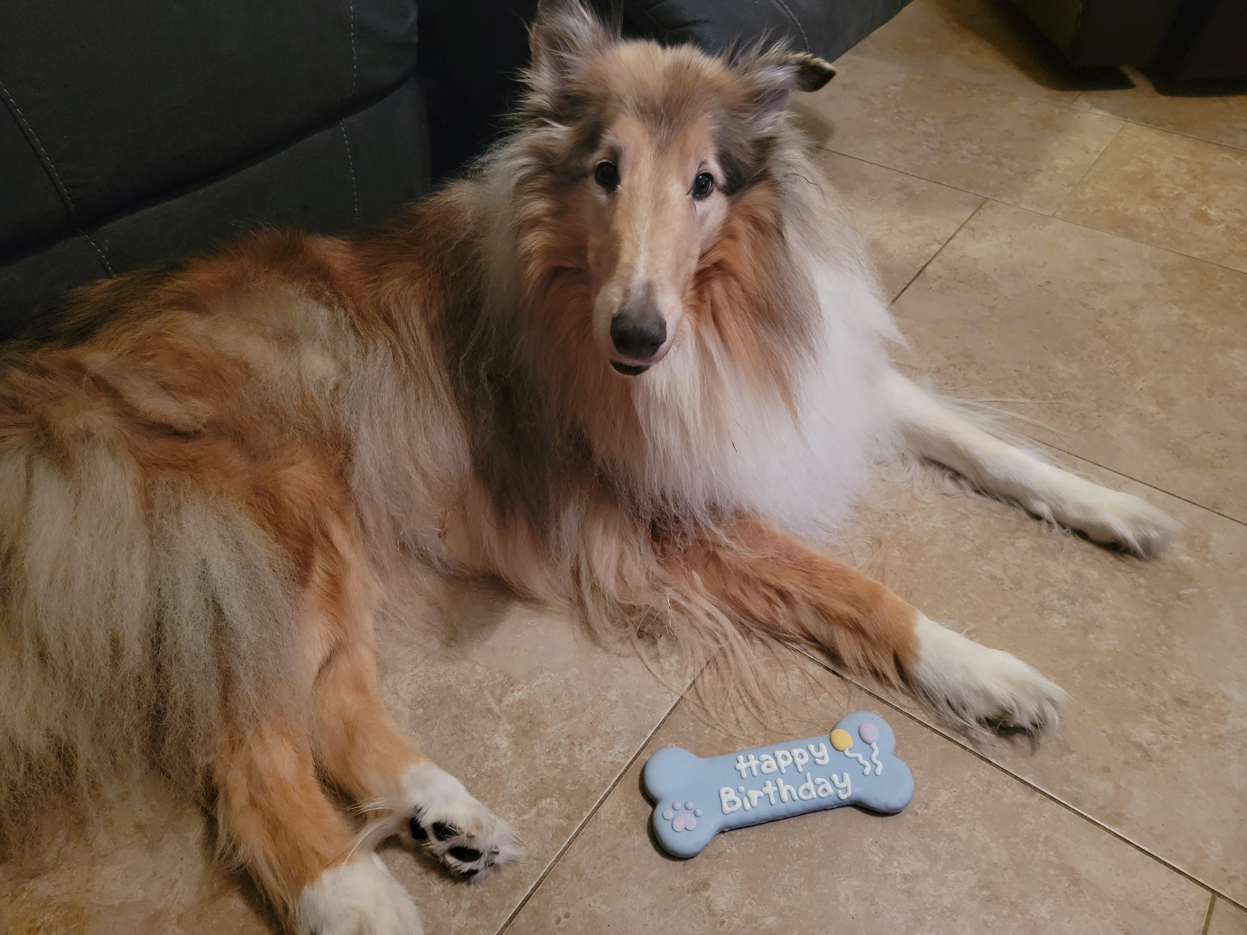 How do Collies do in apartment living? roughcollies