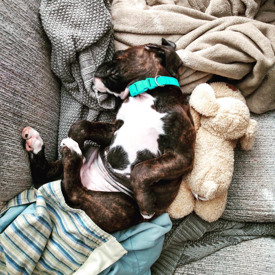 Can your heart explode from cuteness? r/Boxer