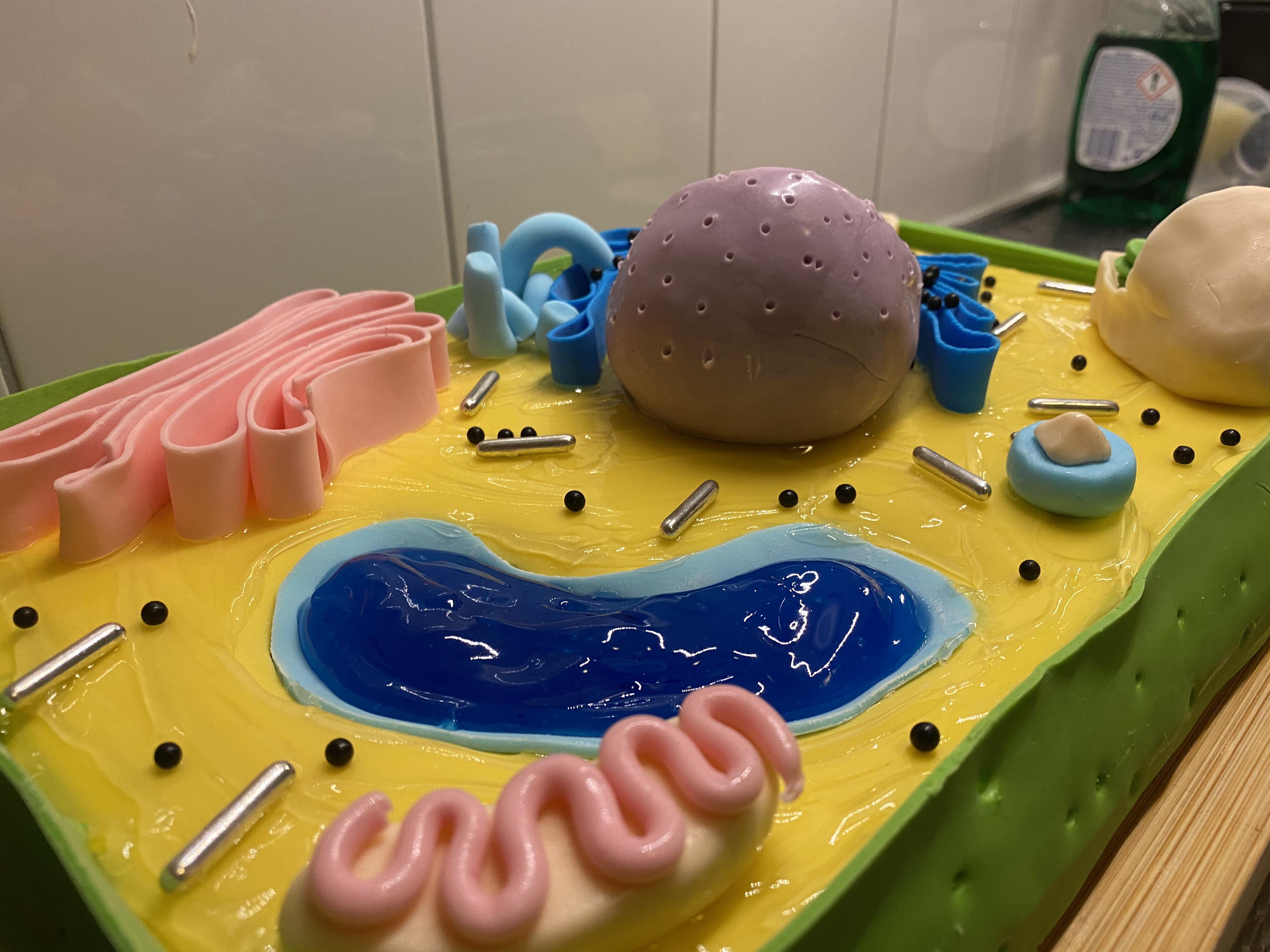 Homemade Plant Cell Model 3d