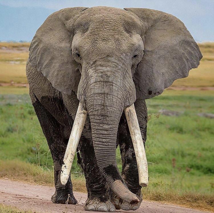The magnificent Tolstoy one of the largest elephants in Africa r