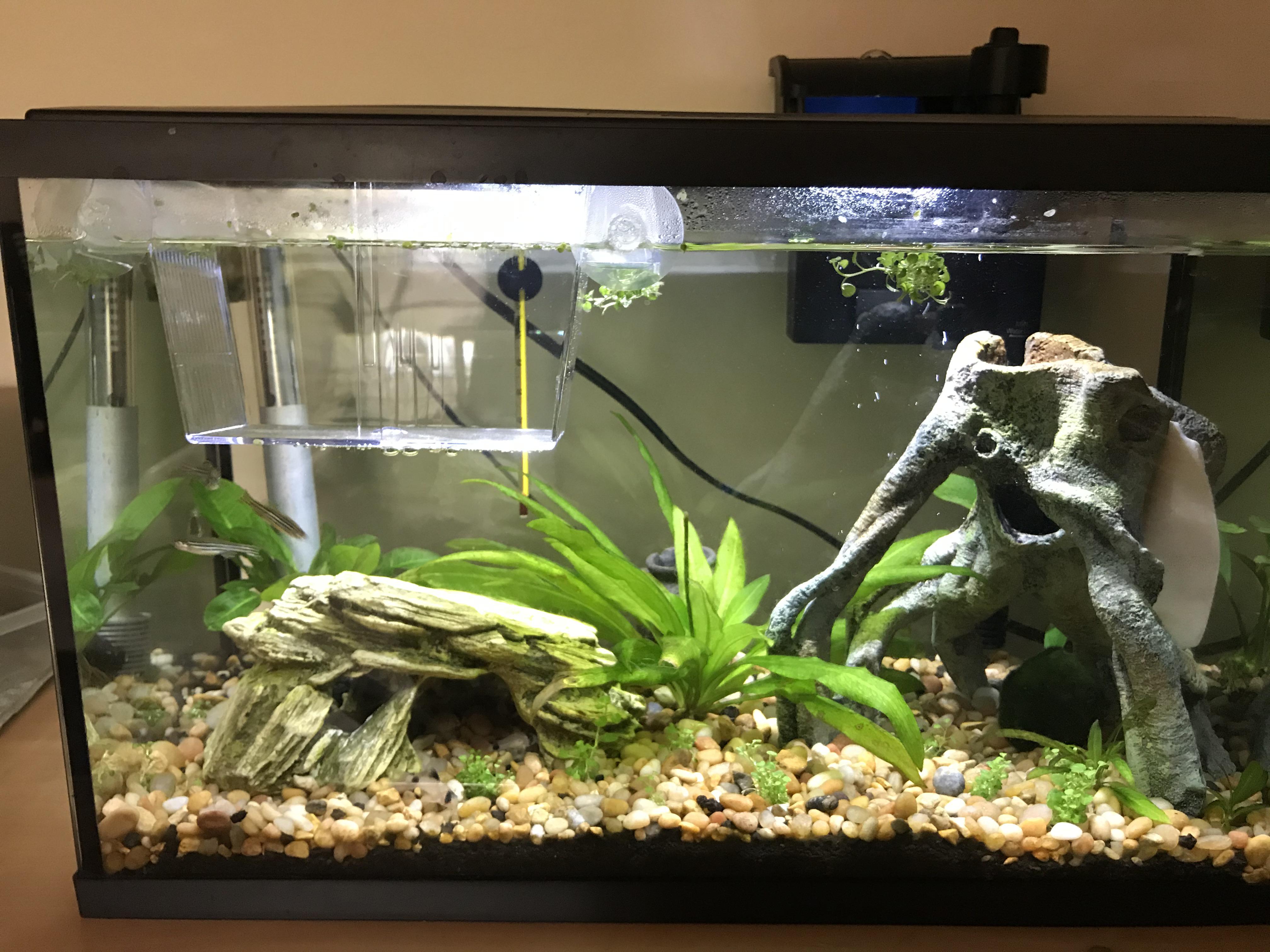 Had to leave my fish, snails, and plants behind while evacuating CA