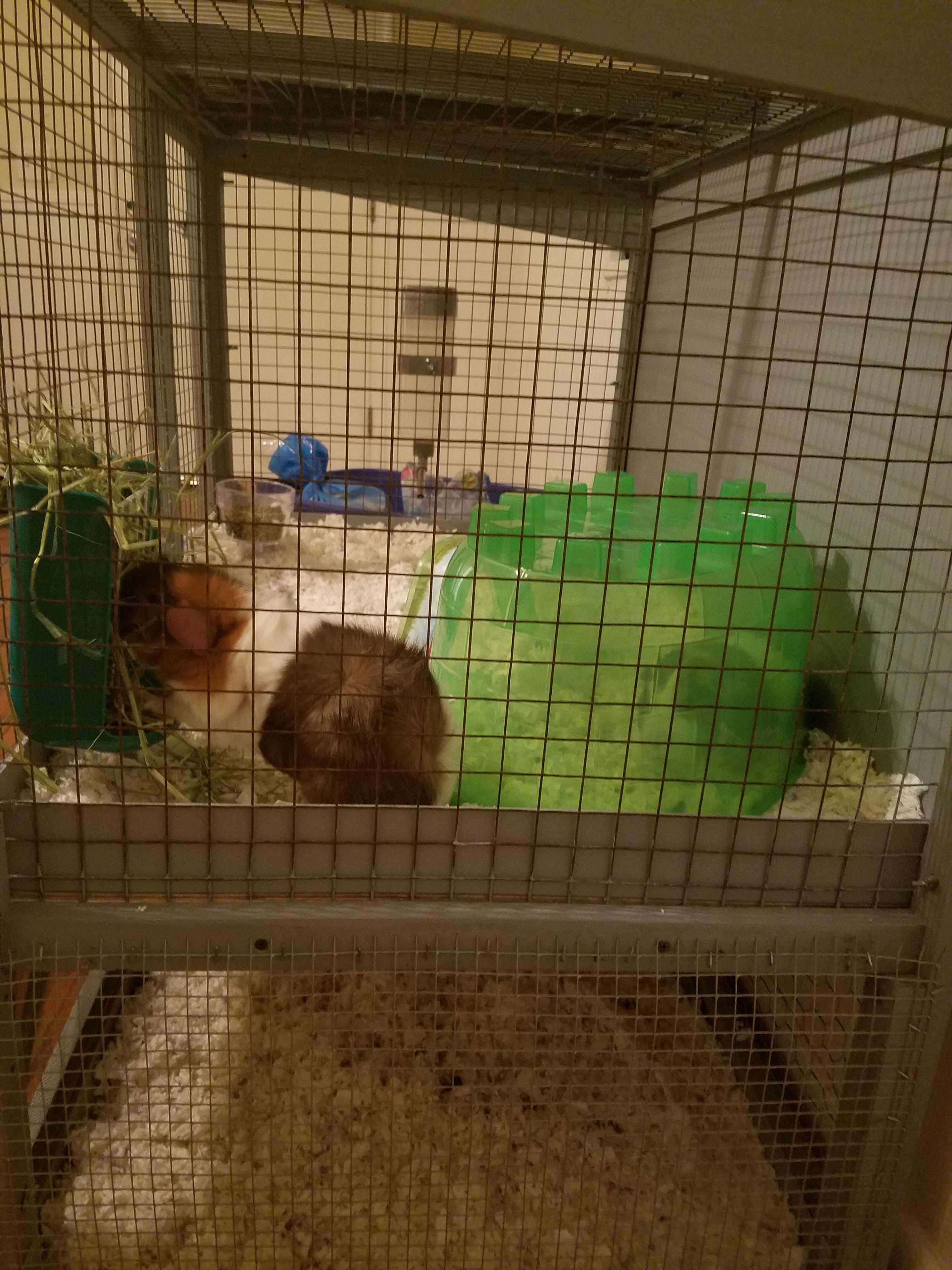 Just my first Guinea pigs the one eating is peanut (he likes to eat