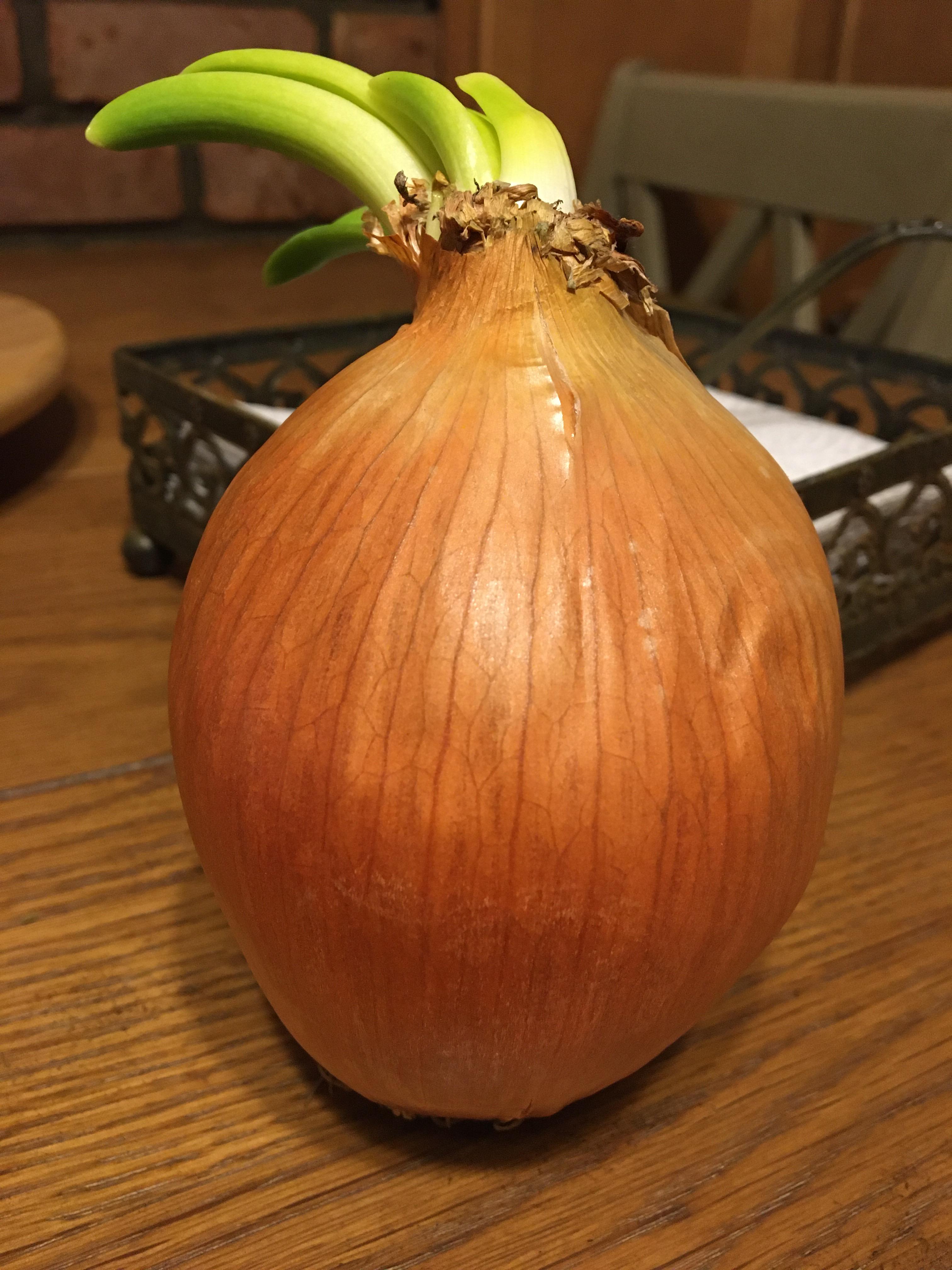 One of my onions is looking pretty cool with its hair slicked back r