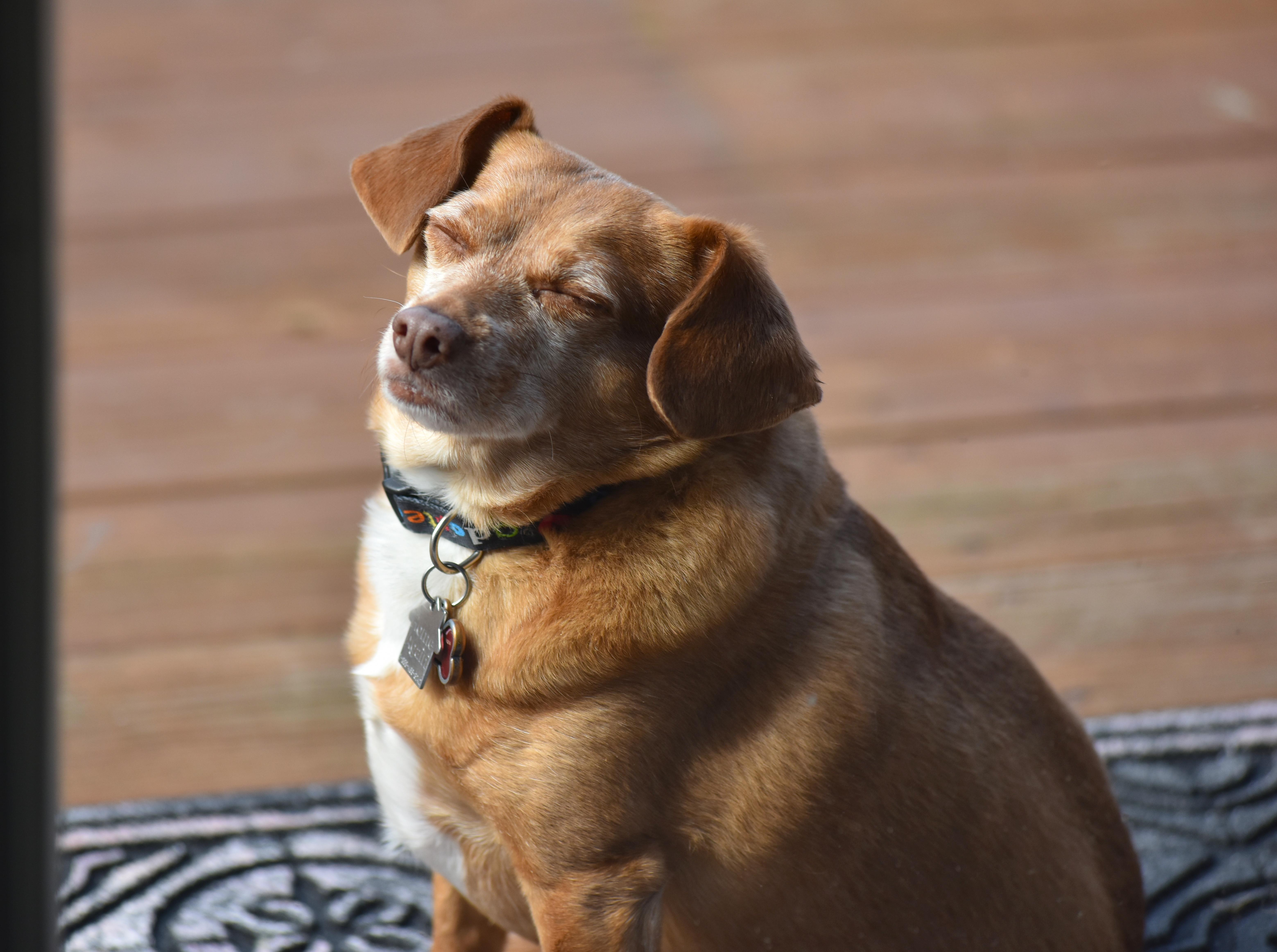 Why Do Chiweenies Shake