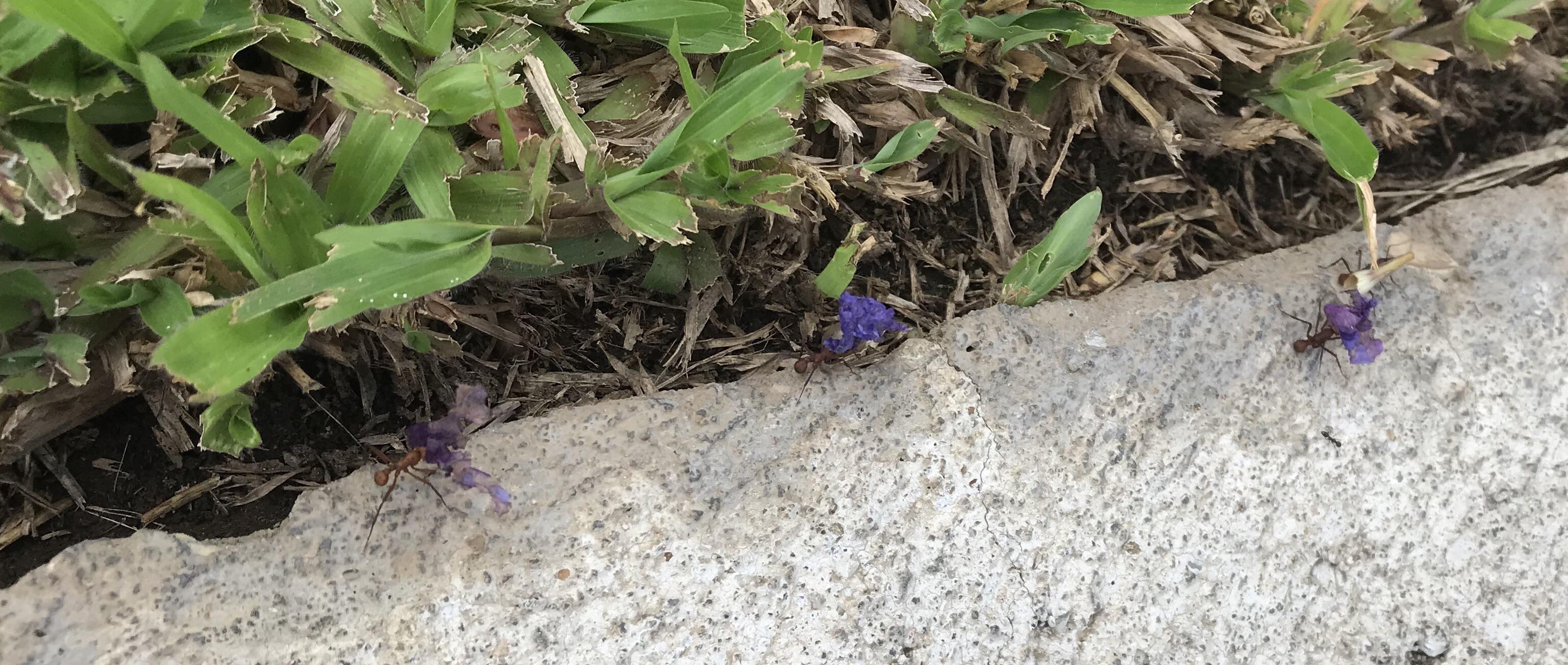 Ants carrying flower petals r/insects