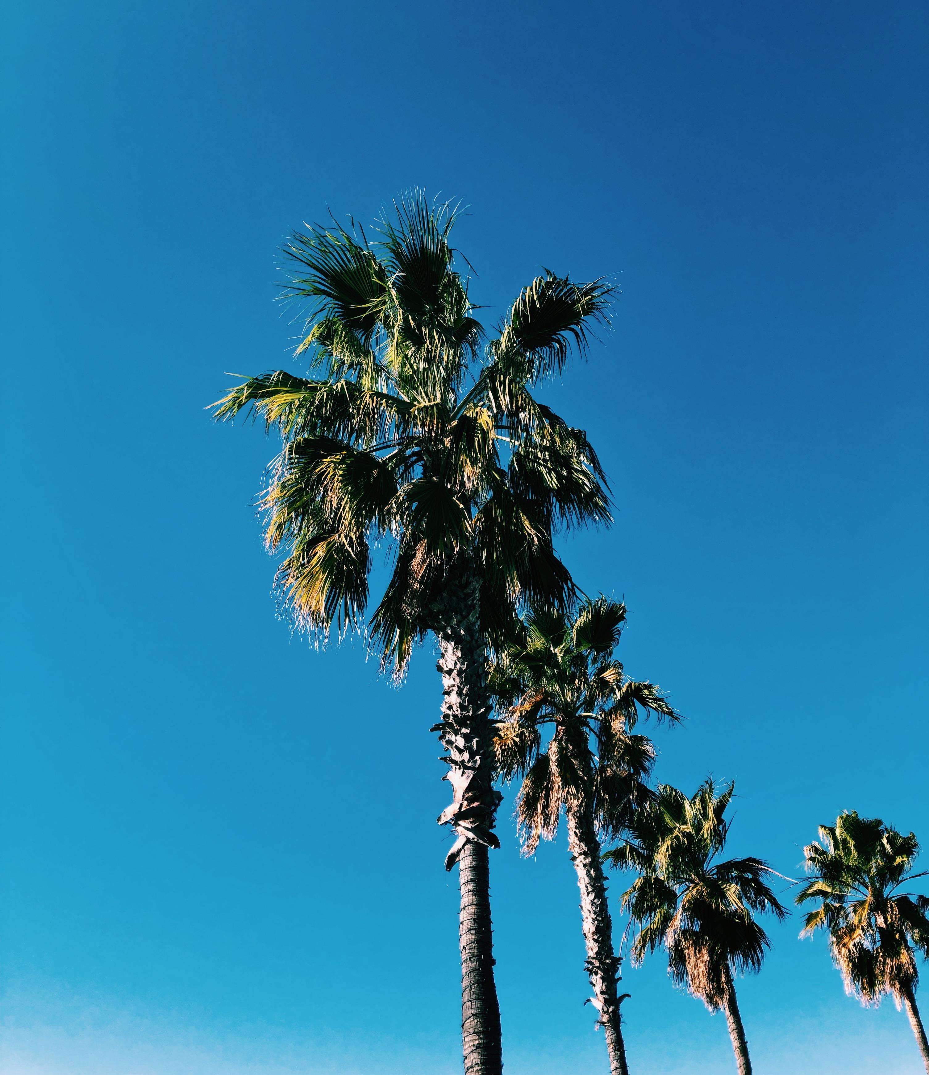 Palm trees in Southern California r/photos
